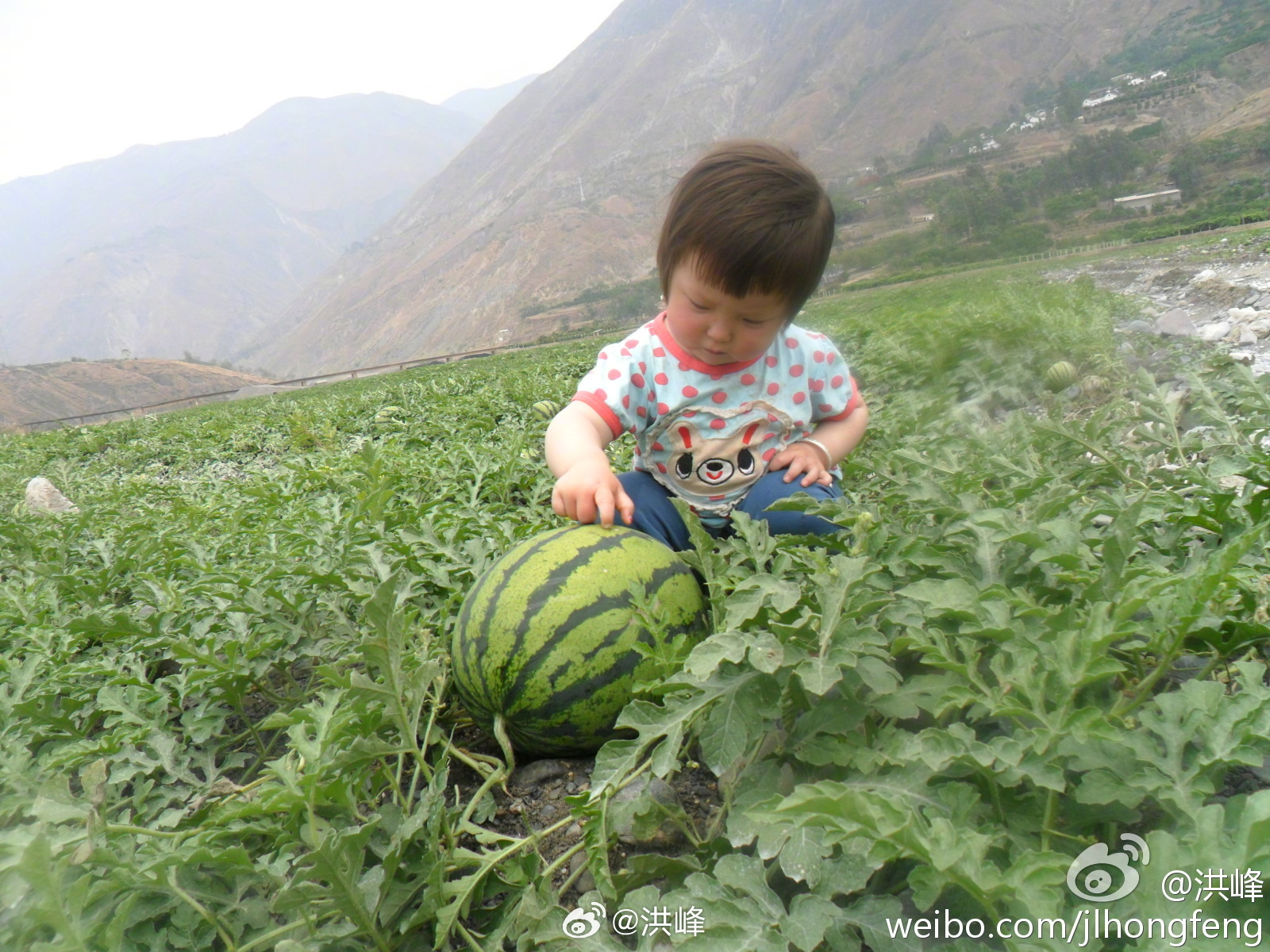 小胖日常秀 西瓜图片