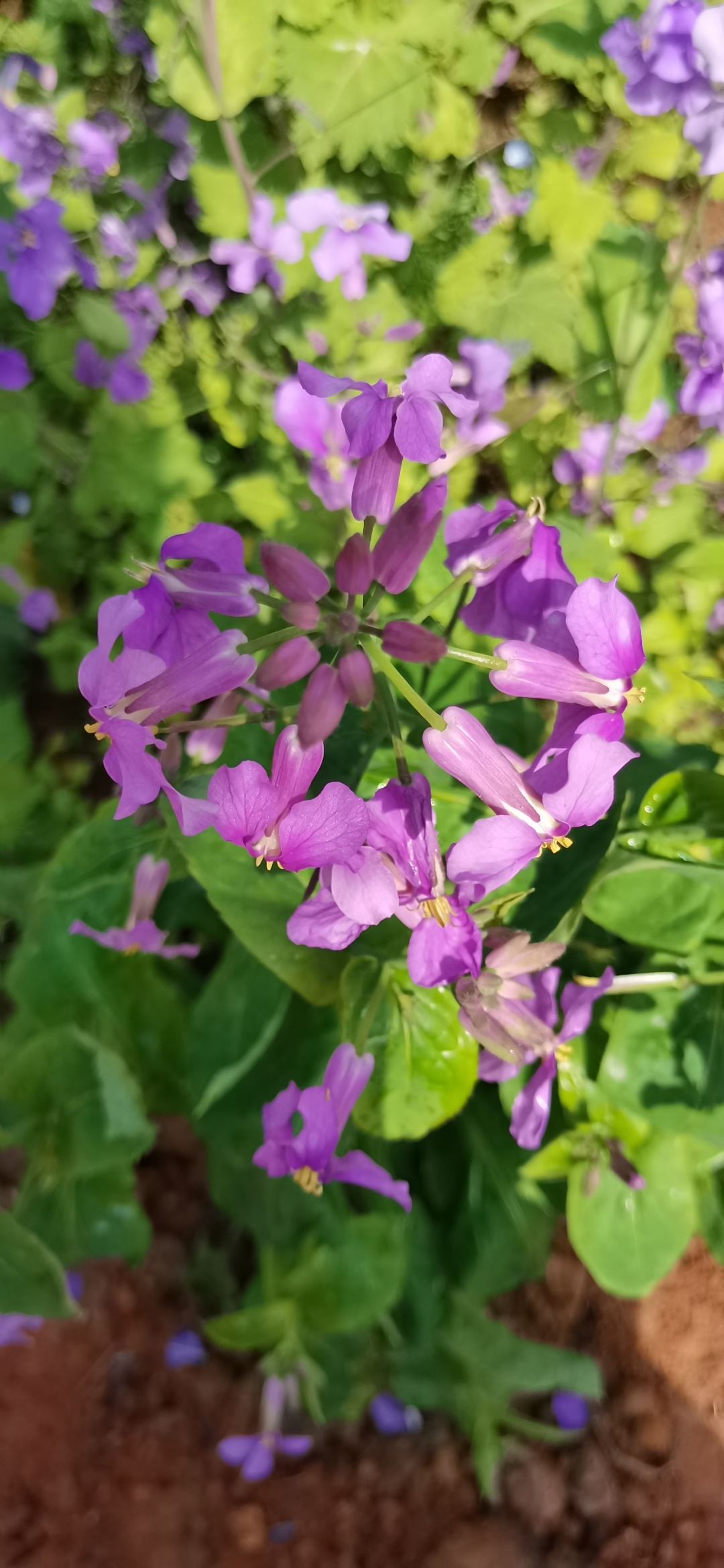 一年赏花时# 阳光绝对是春天最浓烈的诗篇; 鲜花一定是春天最灿烂的