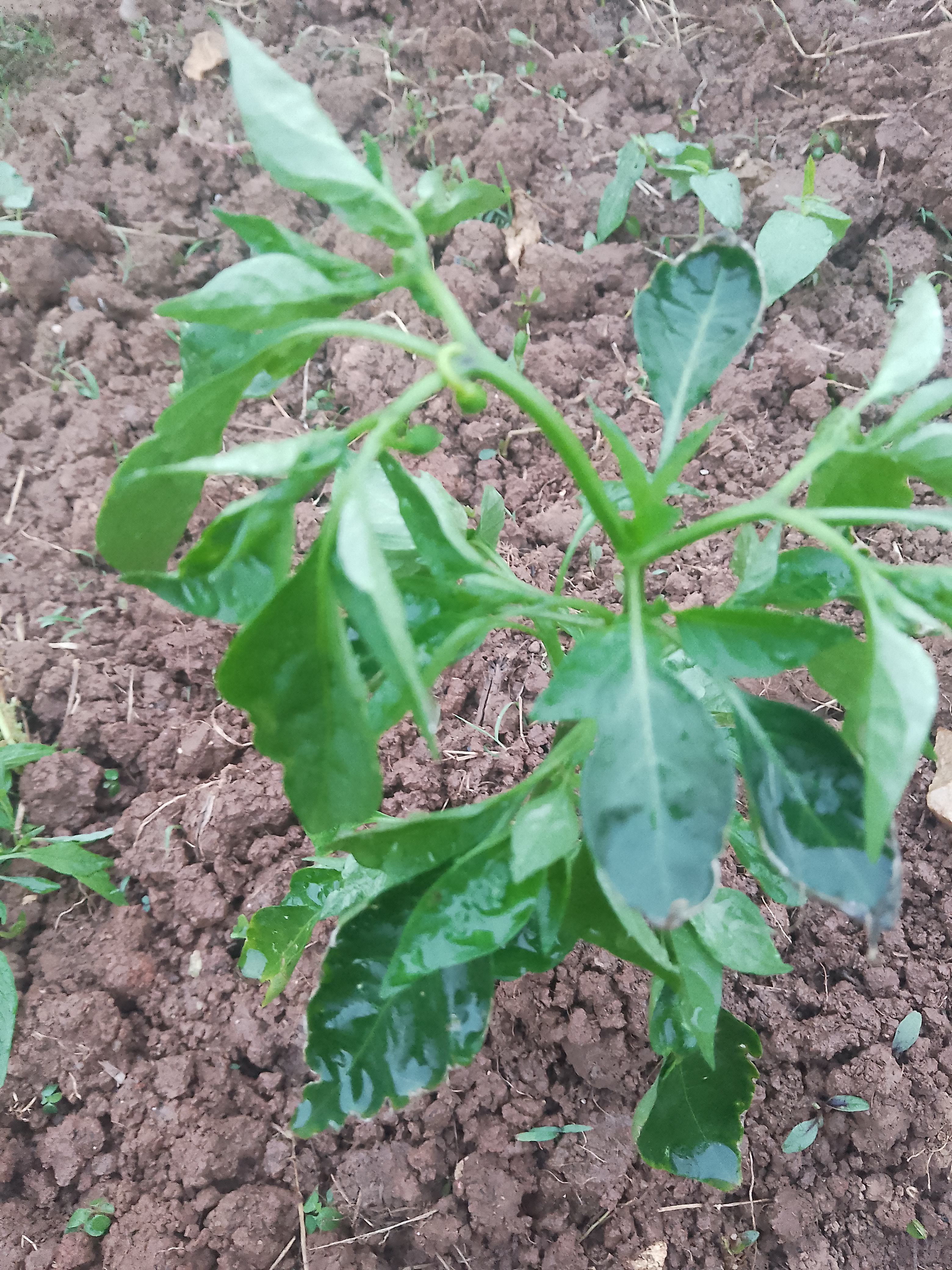 在田间春种夏耕# 每天凝视着这几棵辣椒树,这几