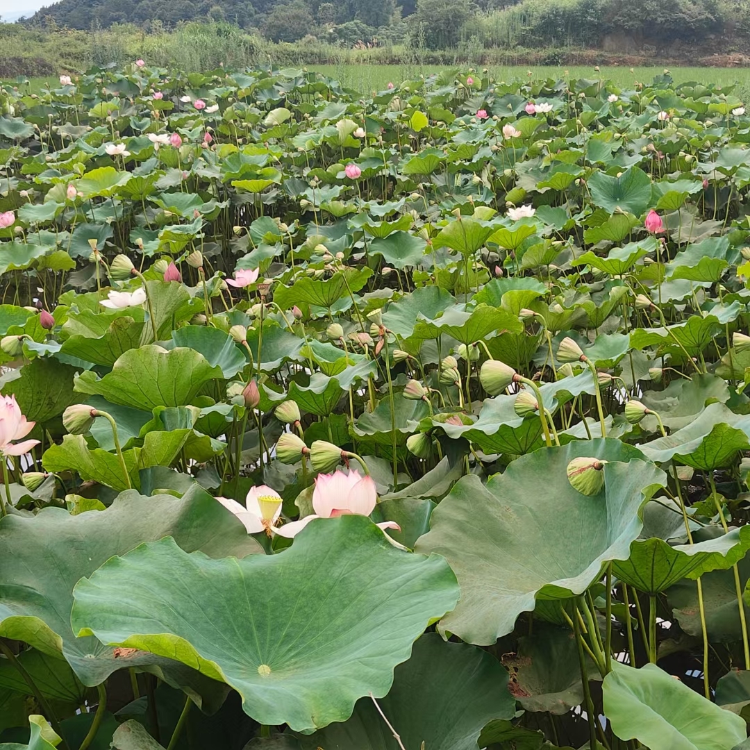 湖南荷叶塘图片