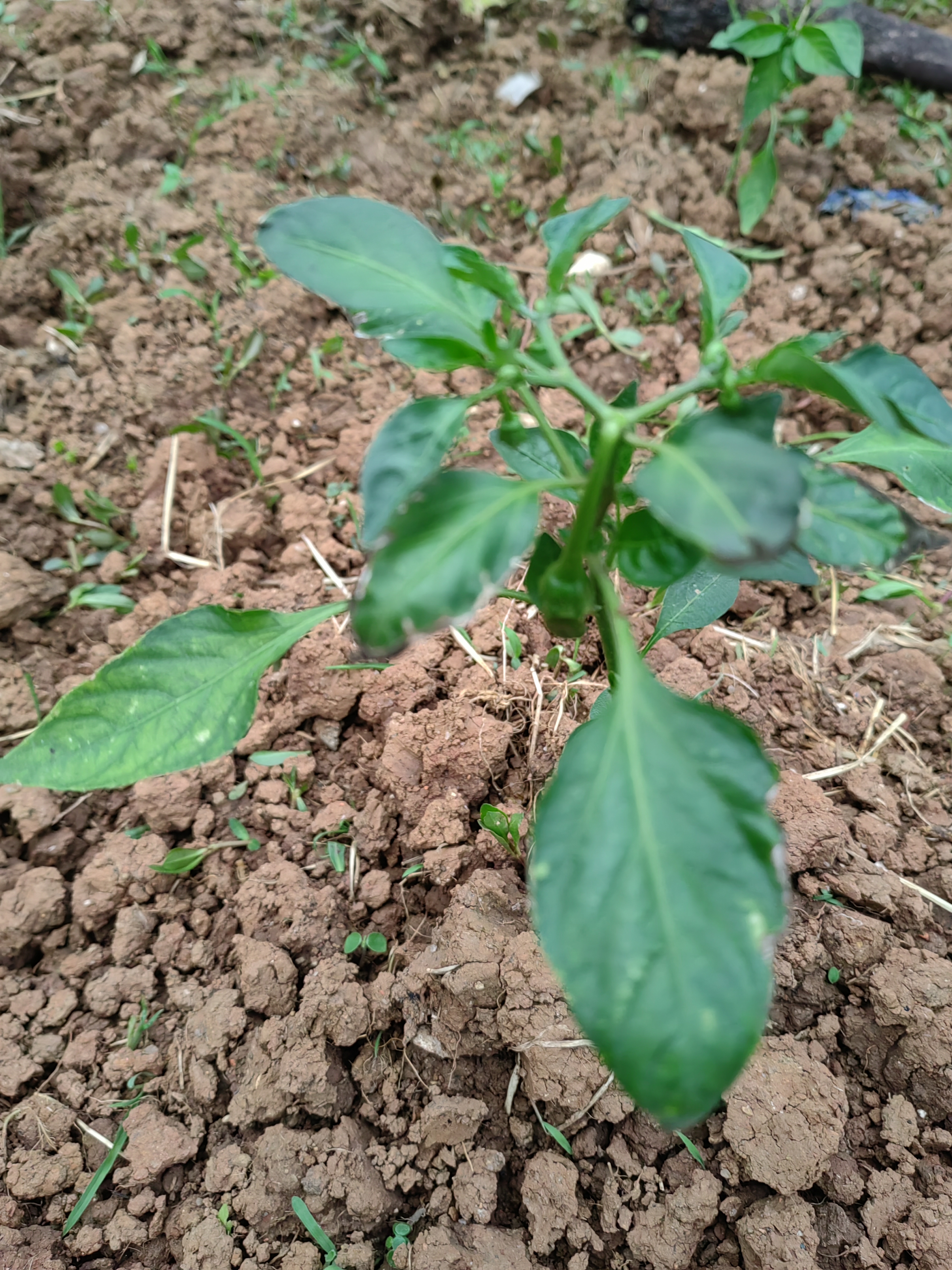 辣椒树挂上了小辣椒,还有些辣椒树也长出了小花朵.