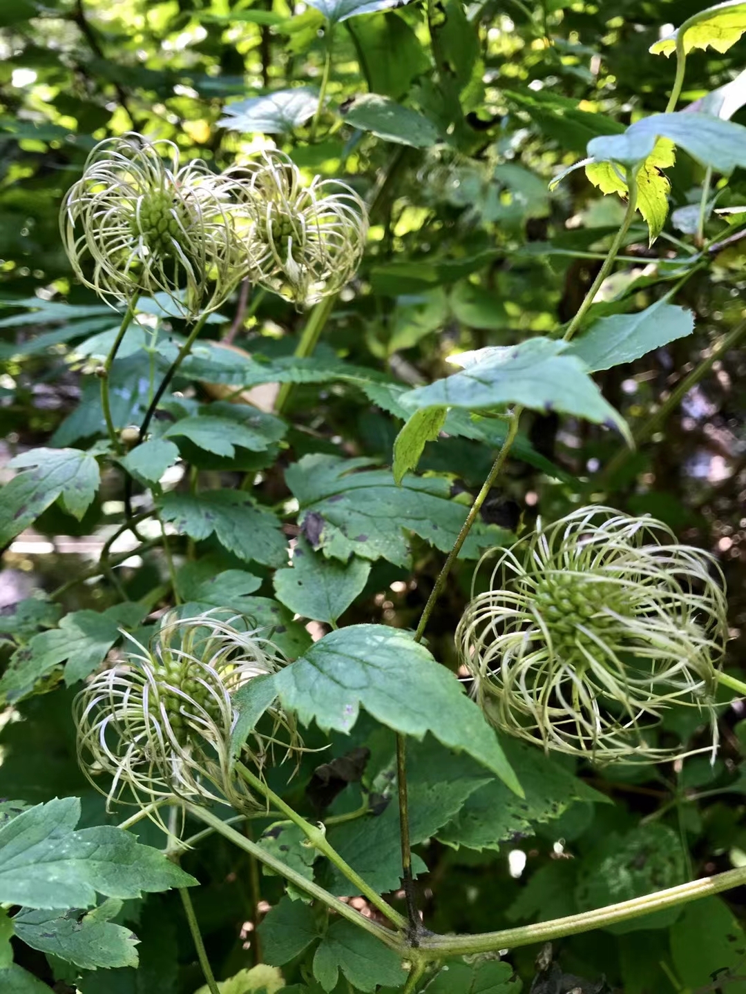 秦岭代表性植物图片