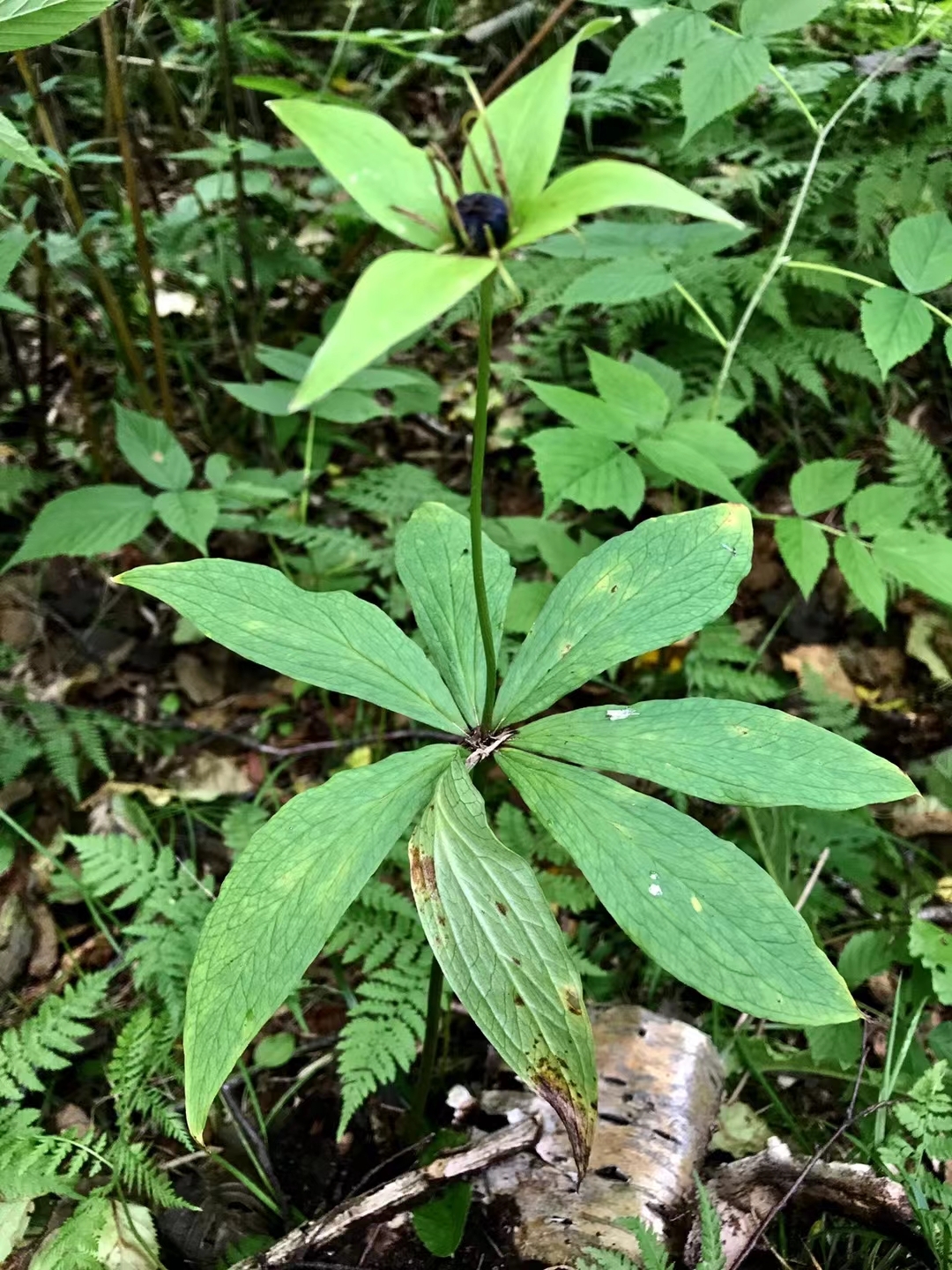 秦岭代表性植物图片