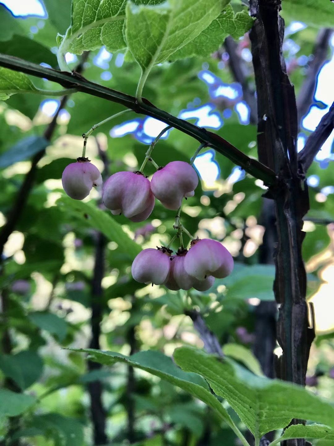 秦岭代表性植物图片