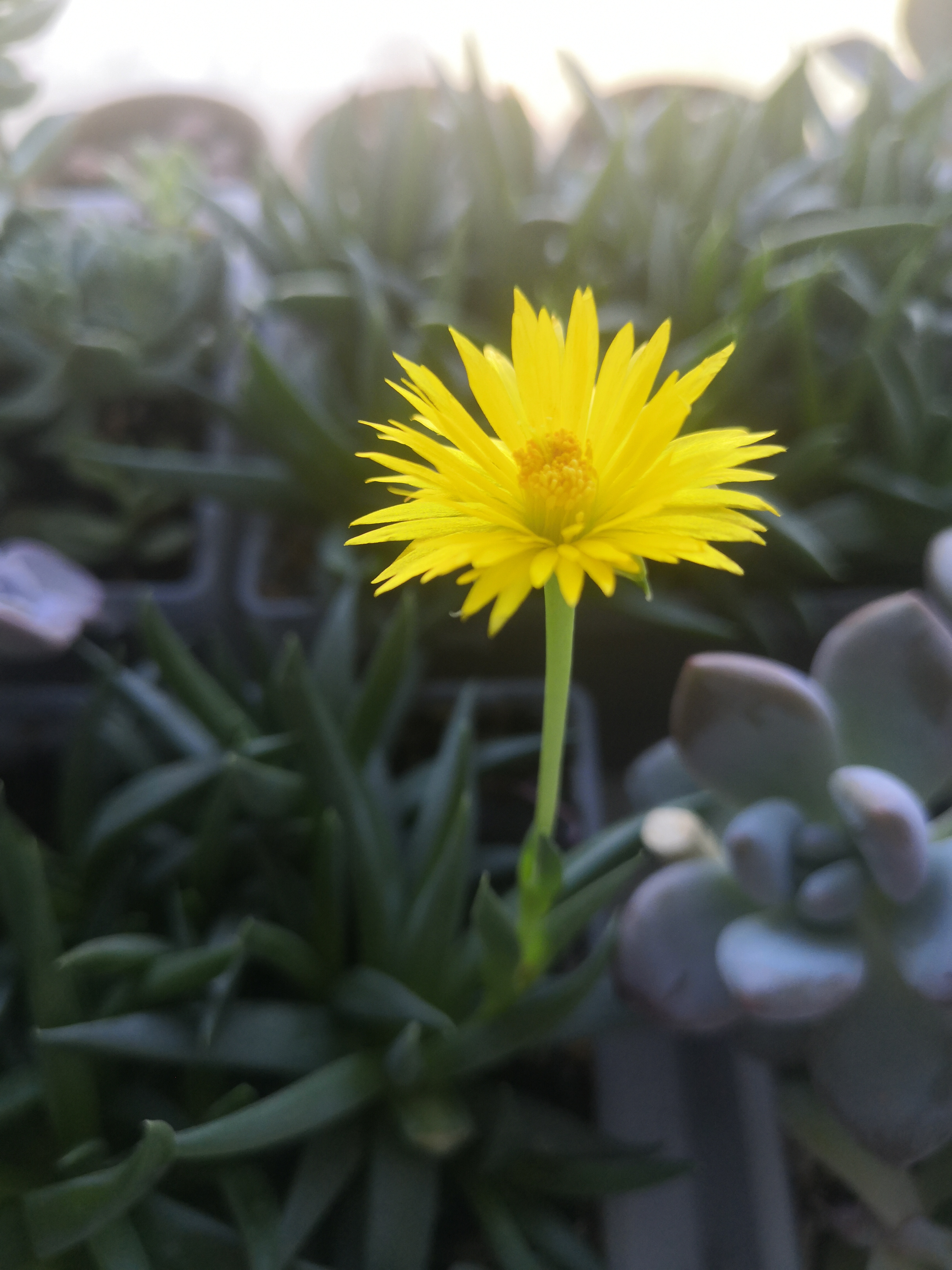 照波花期图片