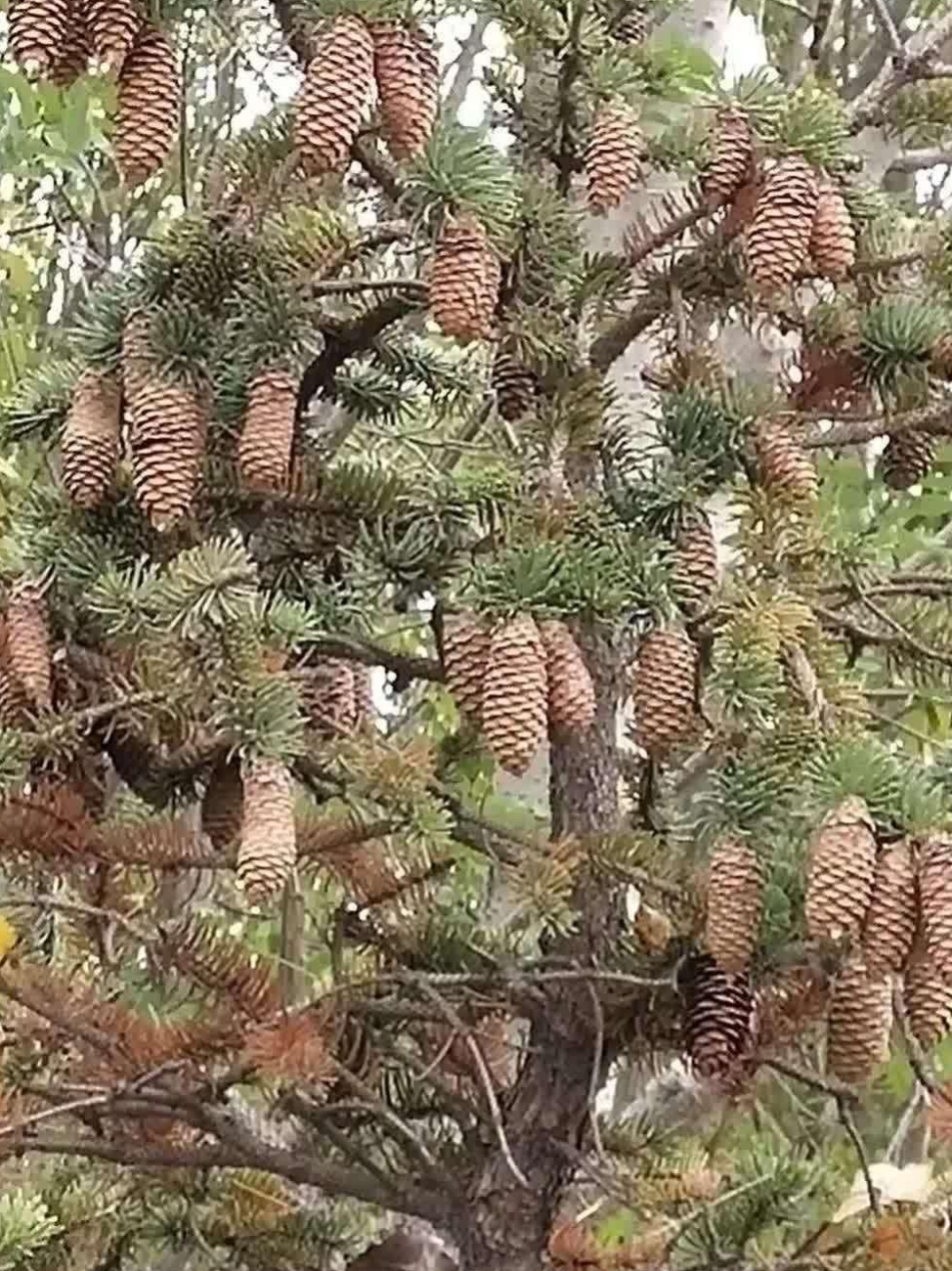 这就是松树塔