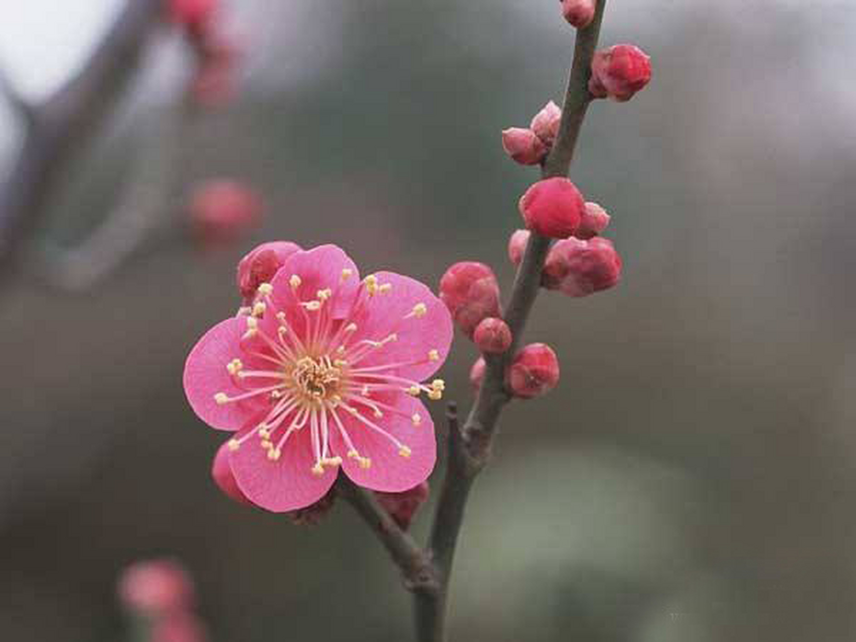 梅花的叶片是互生,对应的叶片是一上一下的存在.#南昌赏梅正当时