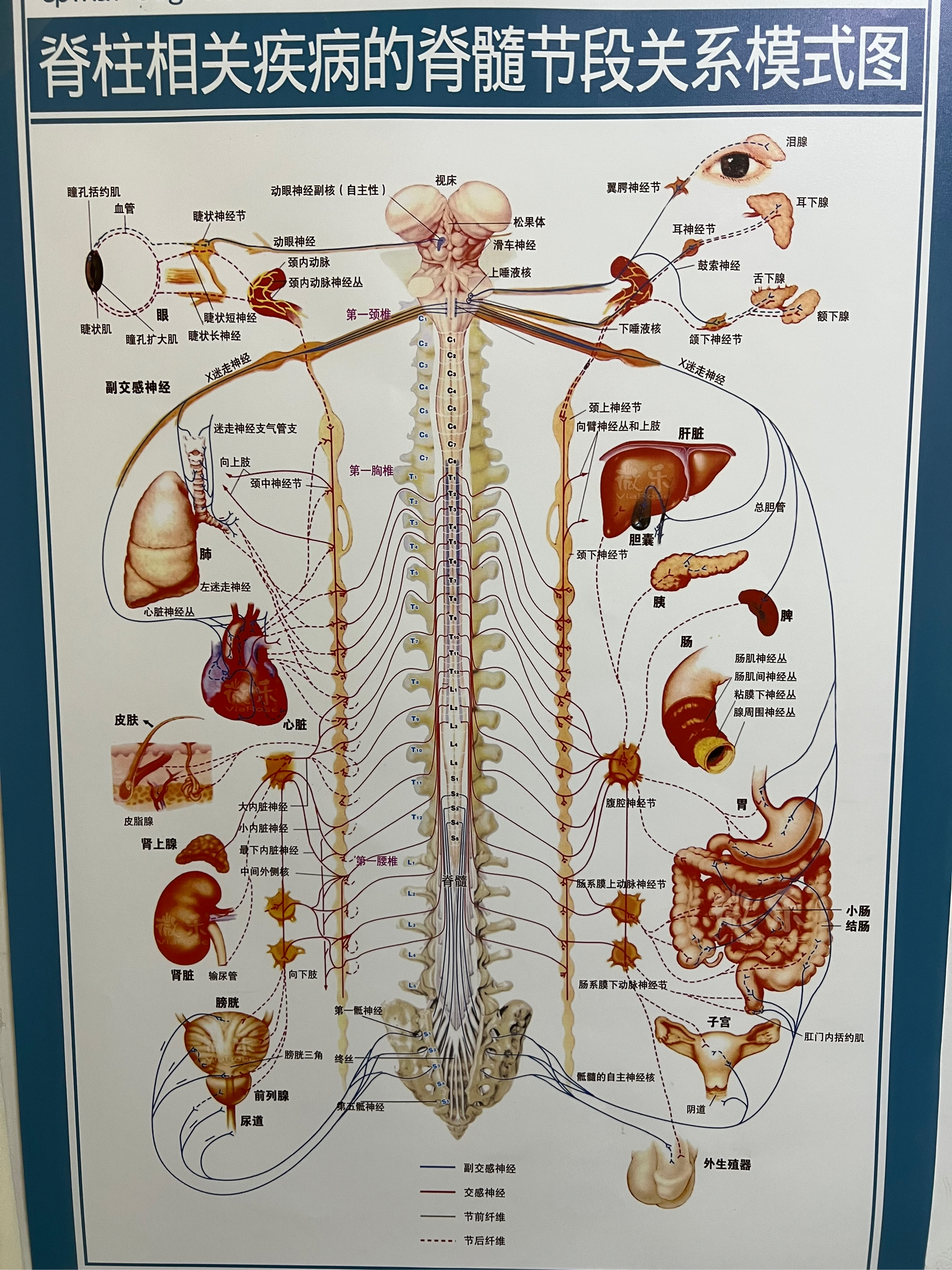 脊髓节段支配图片