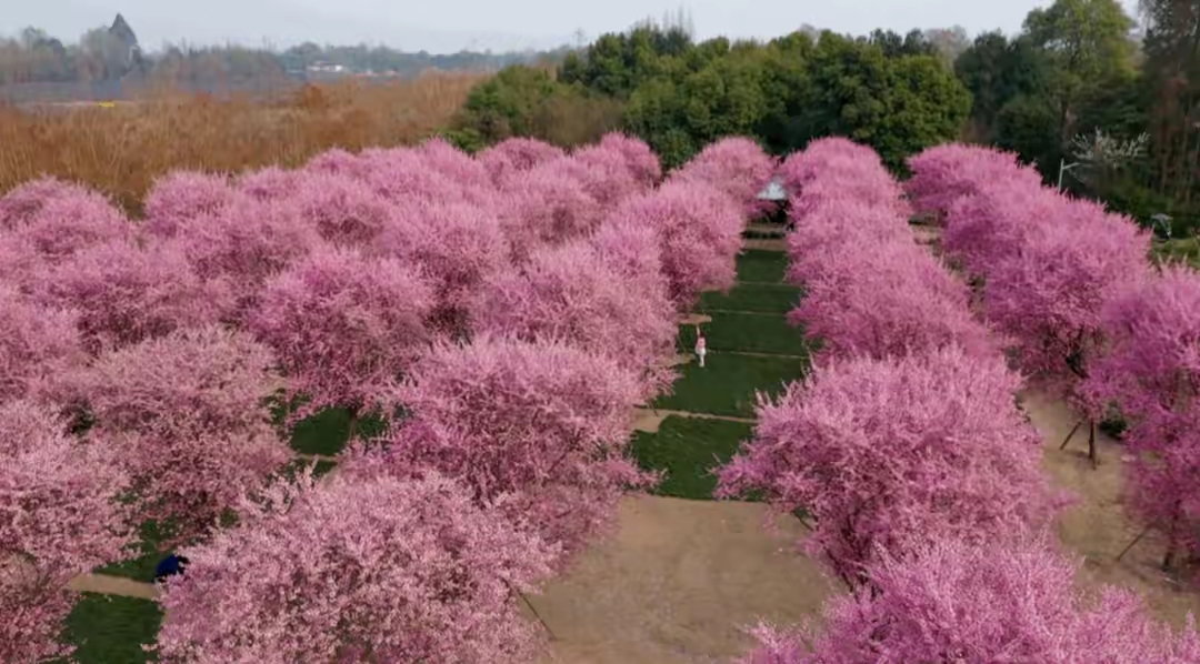 崇州市戚家湾看花图片