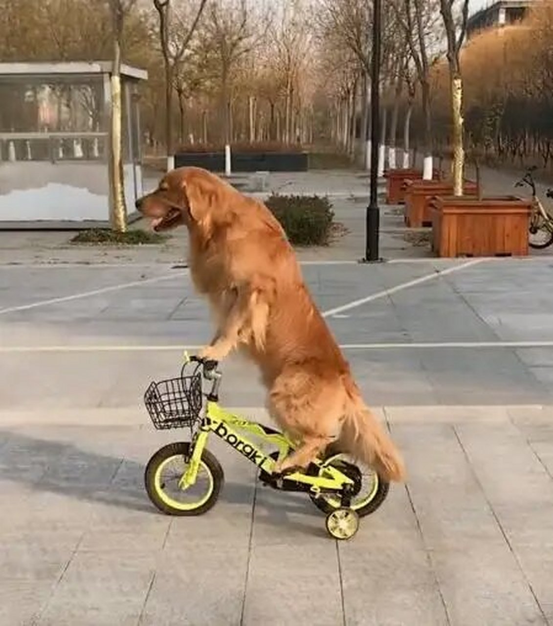 萌宠星计划# 轮胎粑粑  轮胎是一只金毛犬,抖音界的表情帝,戏精~非常