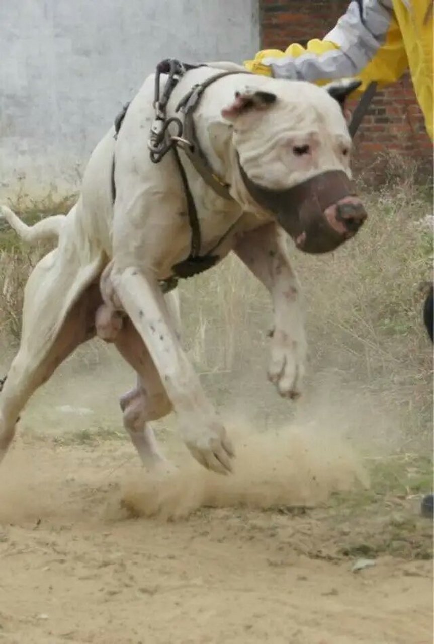 纽波利顿犬真实图片