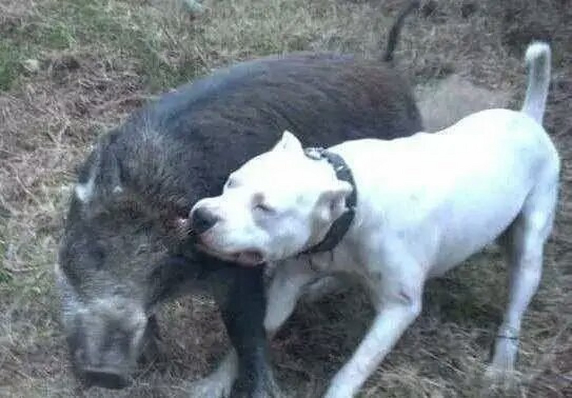 土狗和杜高杂交犬图片图片