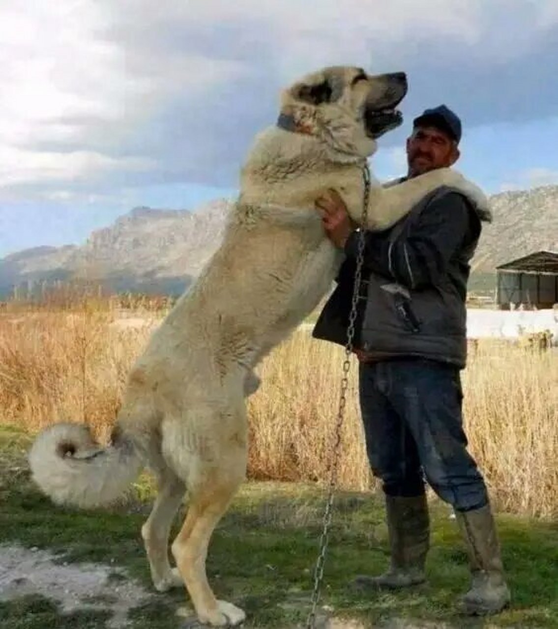 在土耳其血统纯正的坎高犬身材高大,性格凶猛,极具震撼力,但忠于主人.