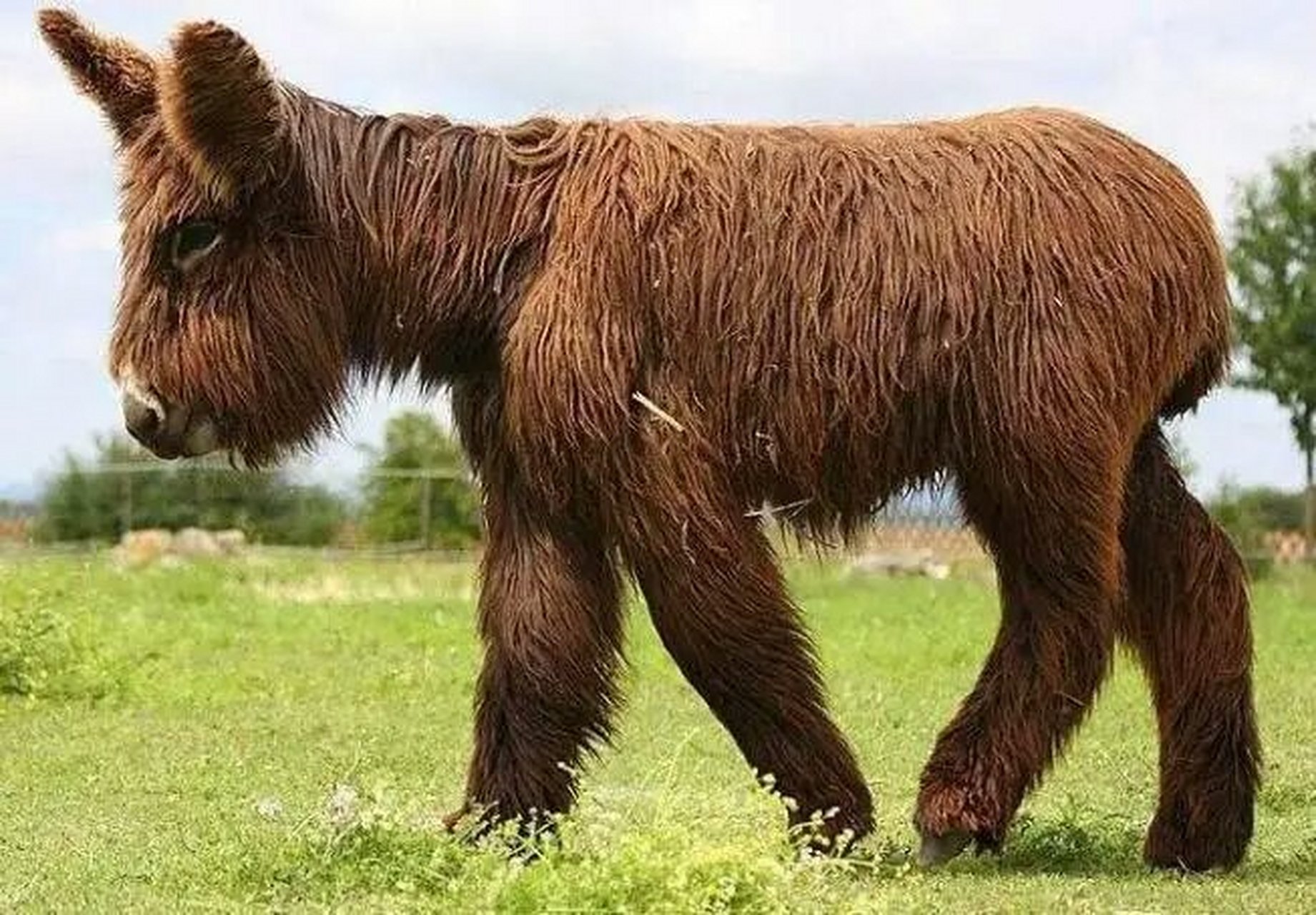 第四种宠物:迷你驴  这种宠物在我国不太常见,因为绝大多数人都对驴没