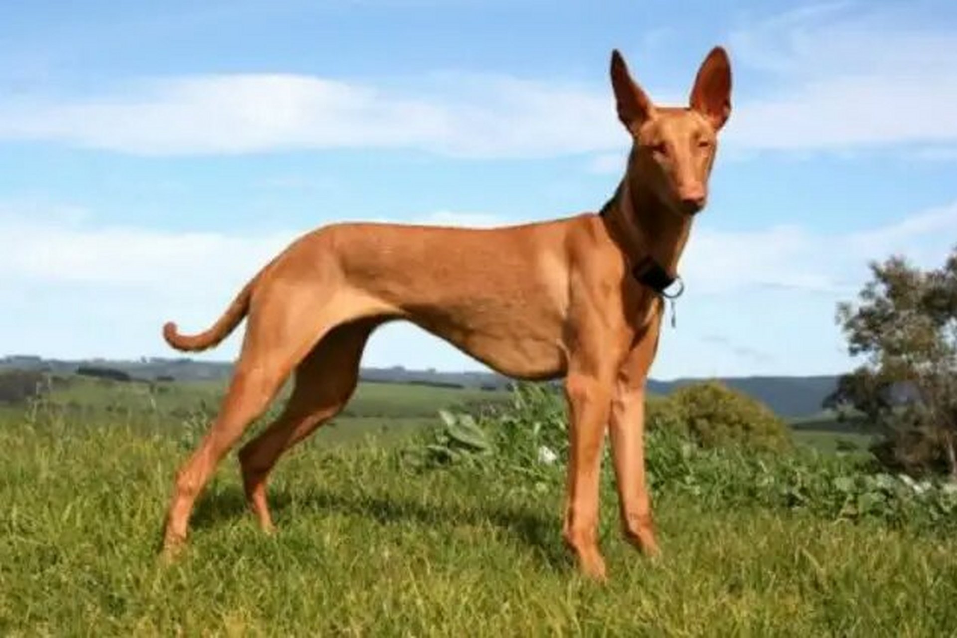 法老王猎犬  它们相貌独特,身上基本上没有赘肉,而且毛发较短,掉毛也