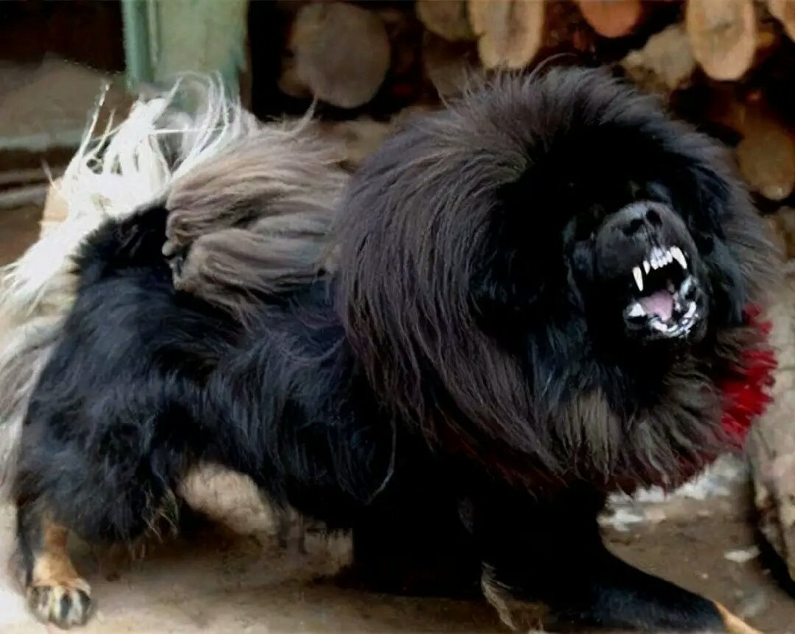 鬼獒犬,有着凶恶的面孔,它是中国的藏獒犬中基因突变的一种犬类(杂交)