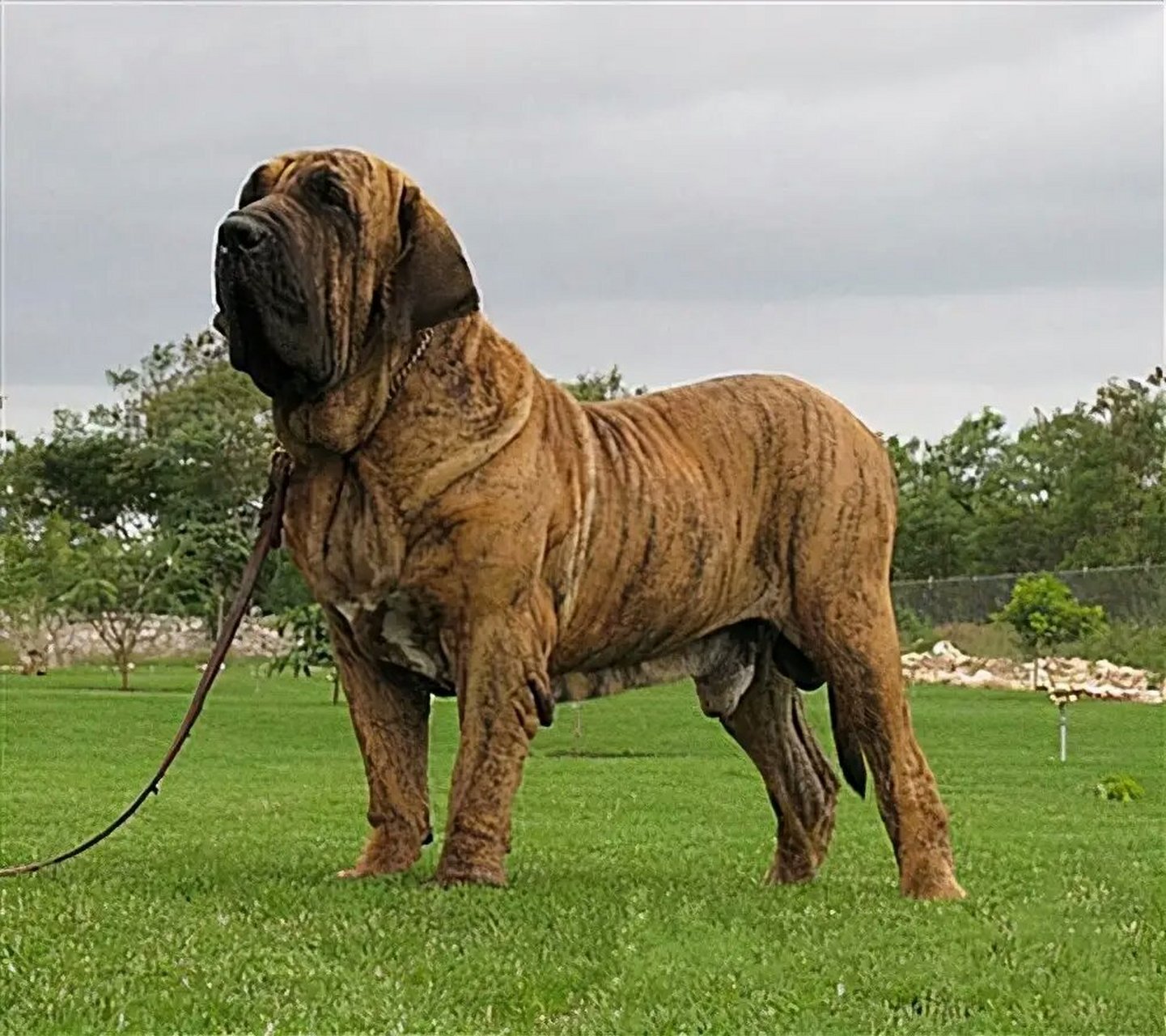 巴西獒犬,是一个凶猛的品种,有着让人害怕的面目,骨骼强壮,肌肉发达