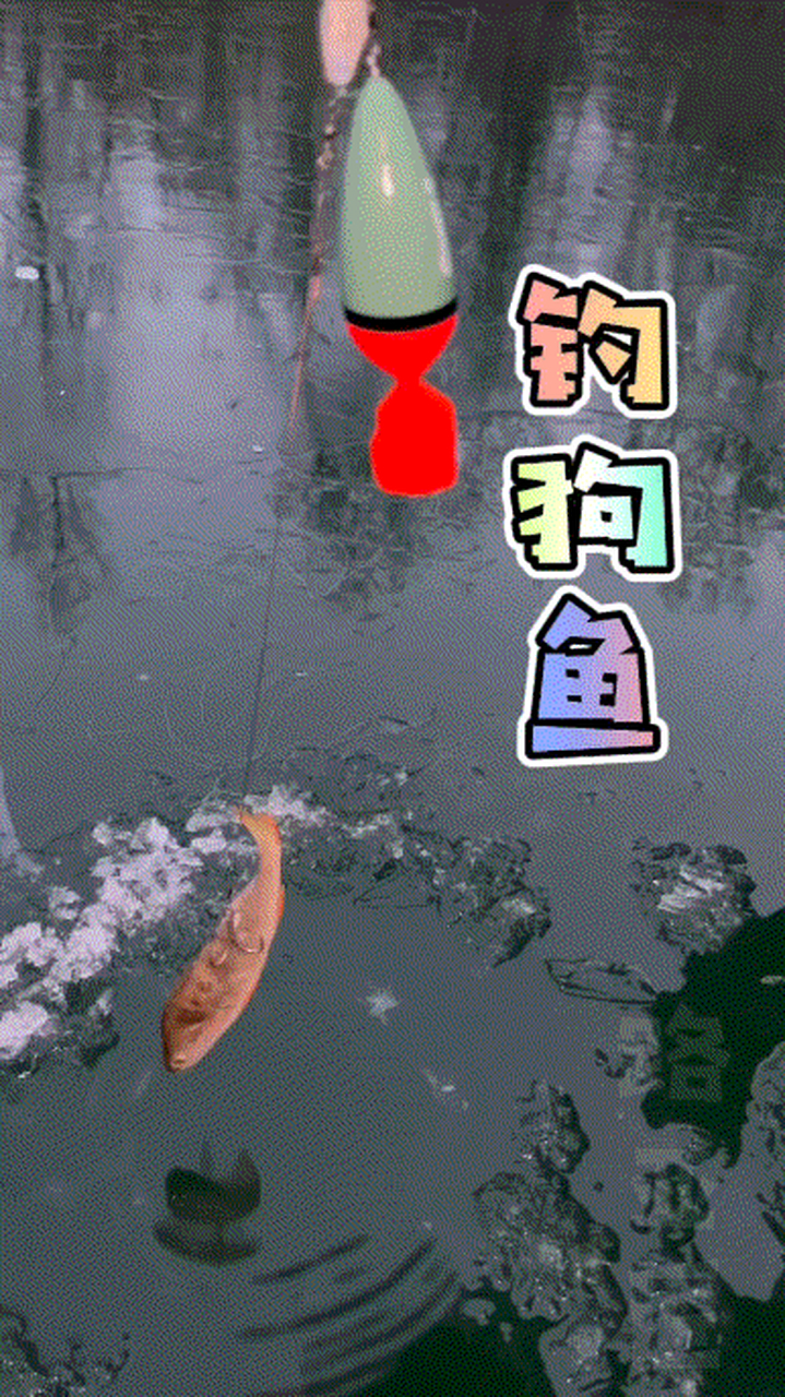 一张动图告诉你如何钓狗鱼#钓鱼# #路亚匠