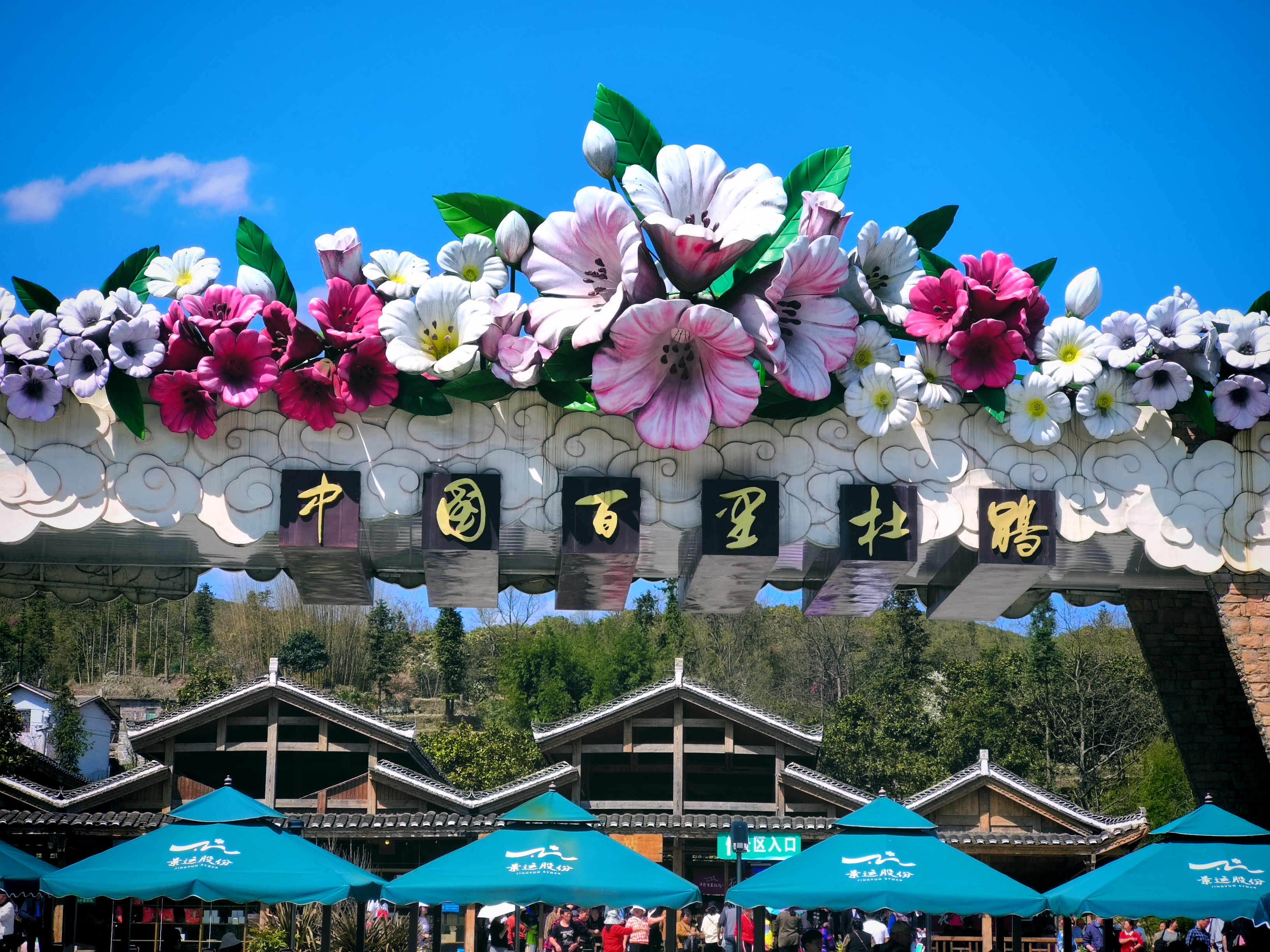满山杜鹃花竞开,姹紫嫣红入眼来 ——贵州百里杜鹃   国家级5a景区