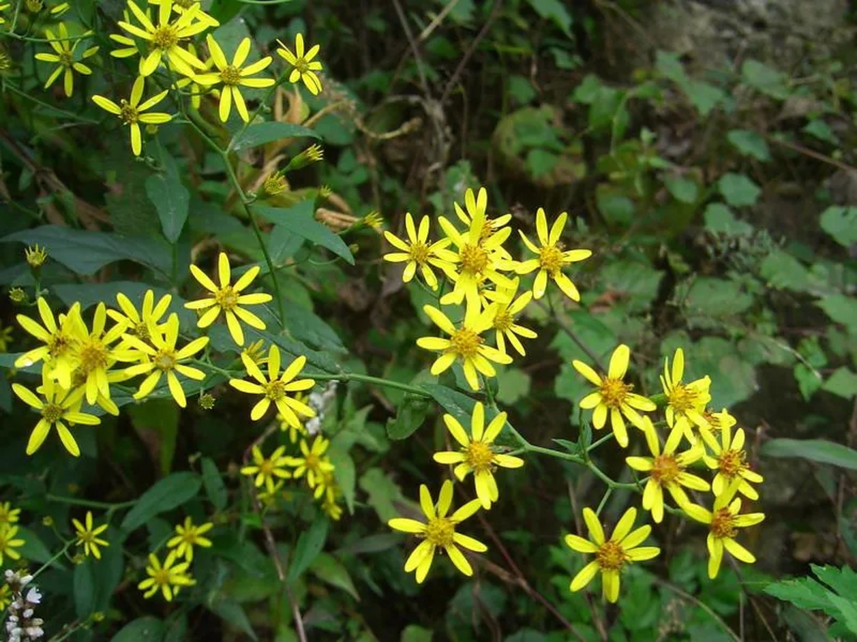 有一味草药,号称明眼草,还你明澈眼眸  这味中草药名叫千里光,它的