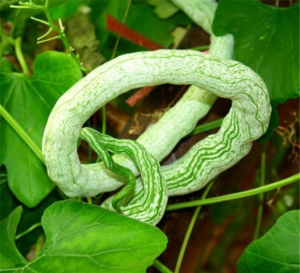 今天看到一种特别的植物,它的果实形状蜿蜒扭曲,实在太像蛇了