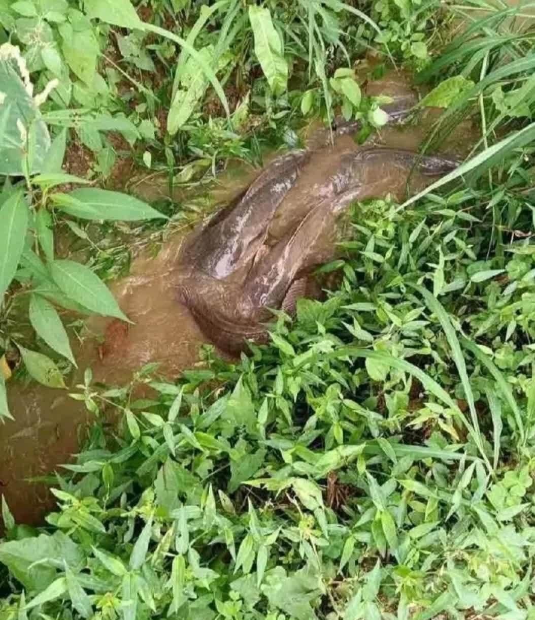 今早我过去瞅了一眼,没想到啊,水沟里面竟然有这么多鱼!