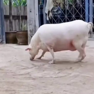 哈哈,今天偶遇一只"像猪的狗",圆滚滚的肚皮,懒洋洋的眼神,简直萌化了