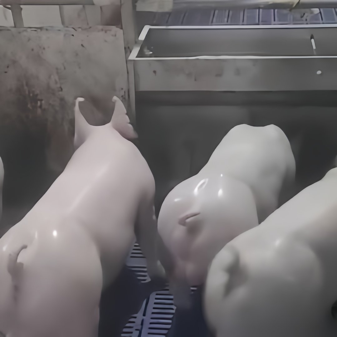 第一次见到这种光溜溜的活猪,身上那是一根毛都没有啊,那皮肤光滑得哟