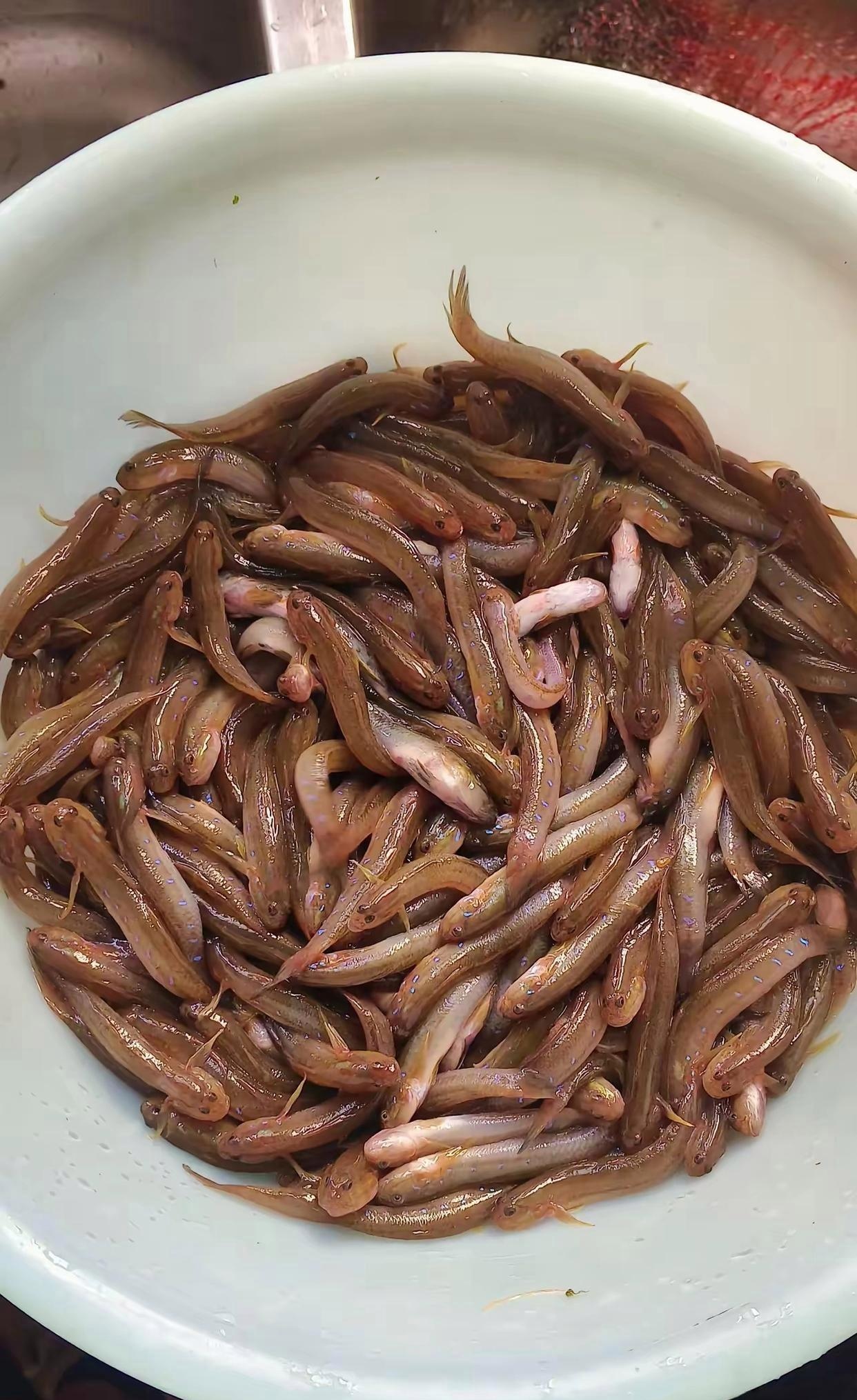 朋友拿过来一盆鱼,有点像泥鳅,但是他说这不是泥鳅而是一种很好吃的鱼