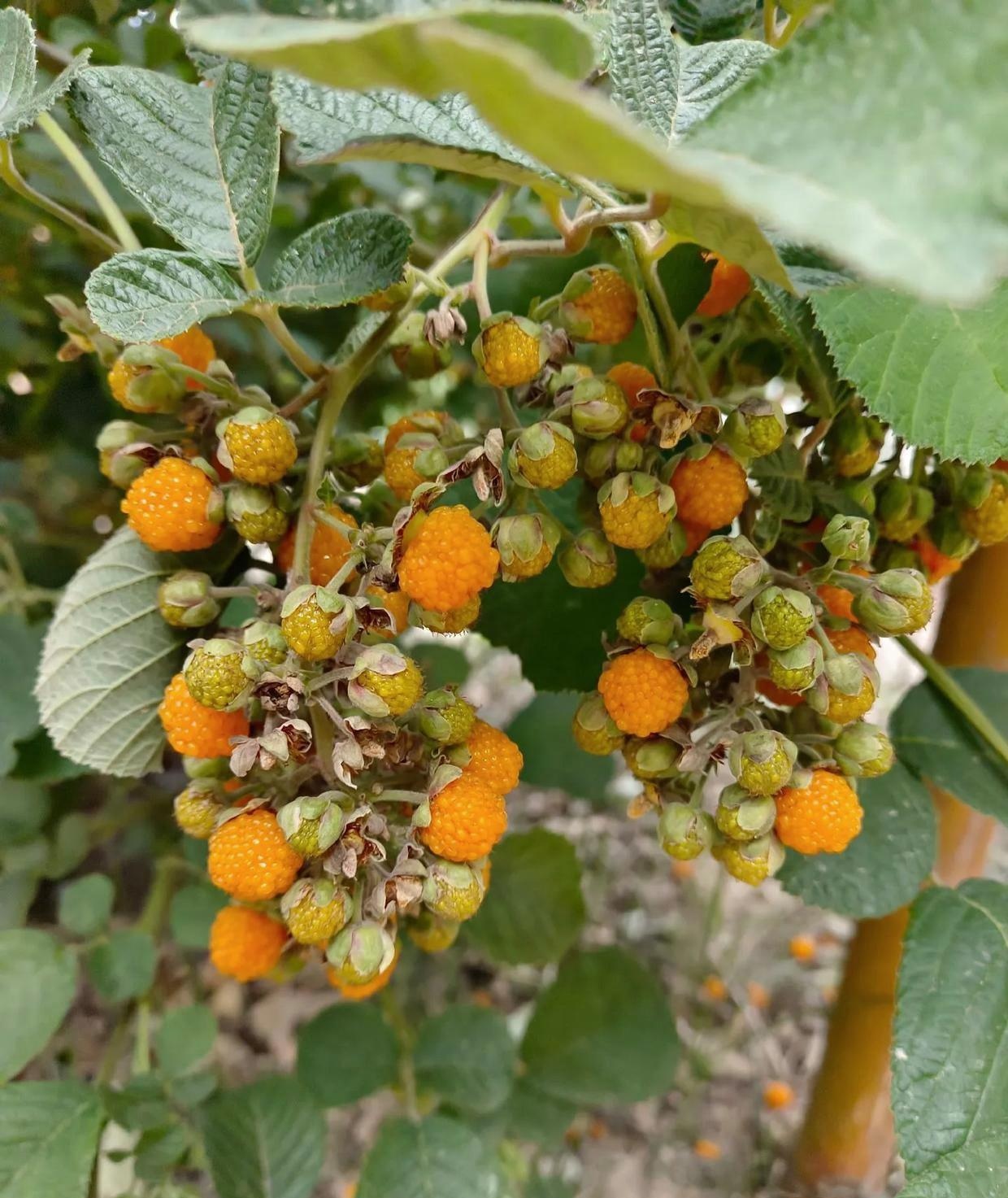 老家的玉米快熟了,这种野生的浆果也可以吃得了,我们老家喊的苞谷泡儿