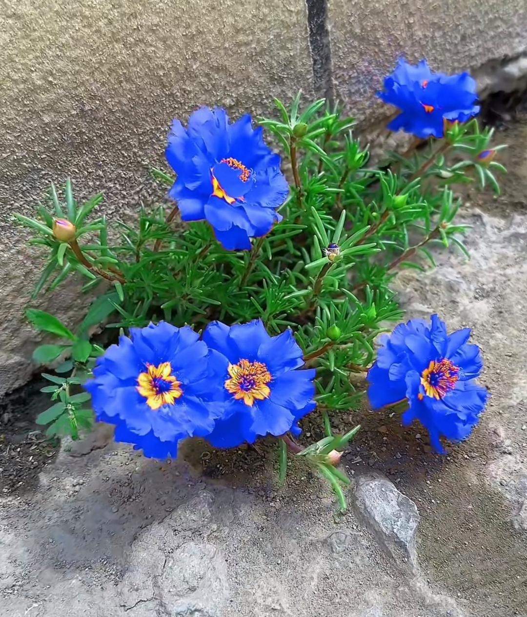 哇,终于见到蓝色的太阳花啦!