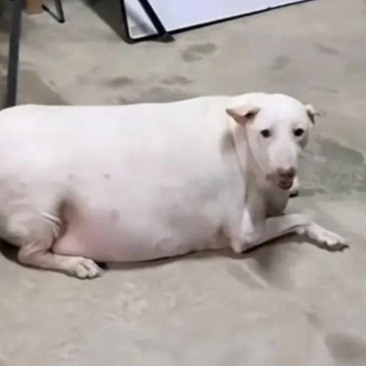 哈哈,今天偶遇一只"像猪的狗",圆滚滚的肚皮,懒洋洋的眼神,简直萌化了