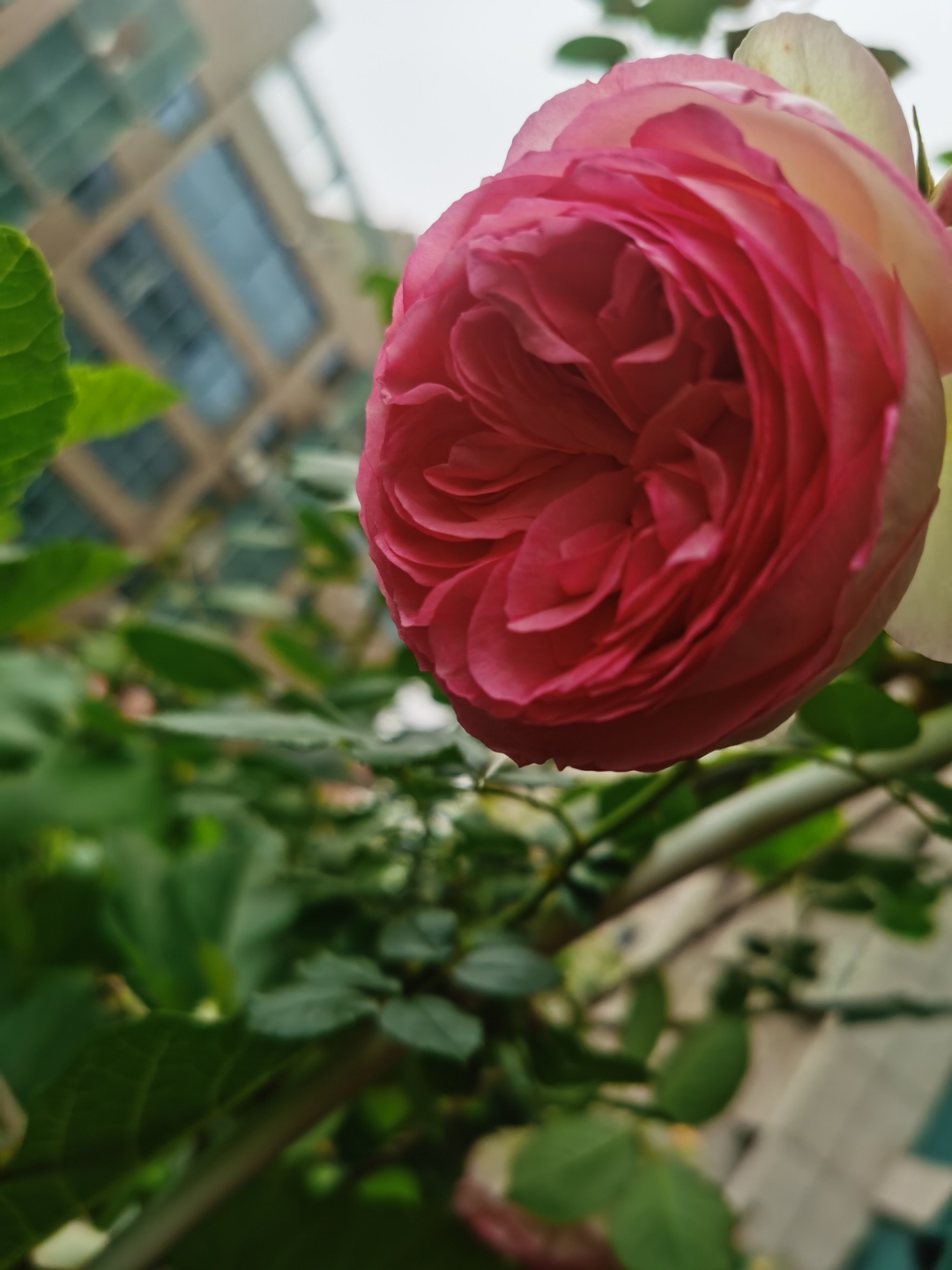 绝美渐变玫瑰,邂逅浪漫时刻eden rose ,粉色龙沙沙宝石宝石  春天意外