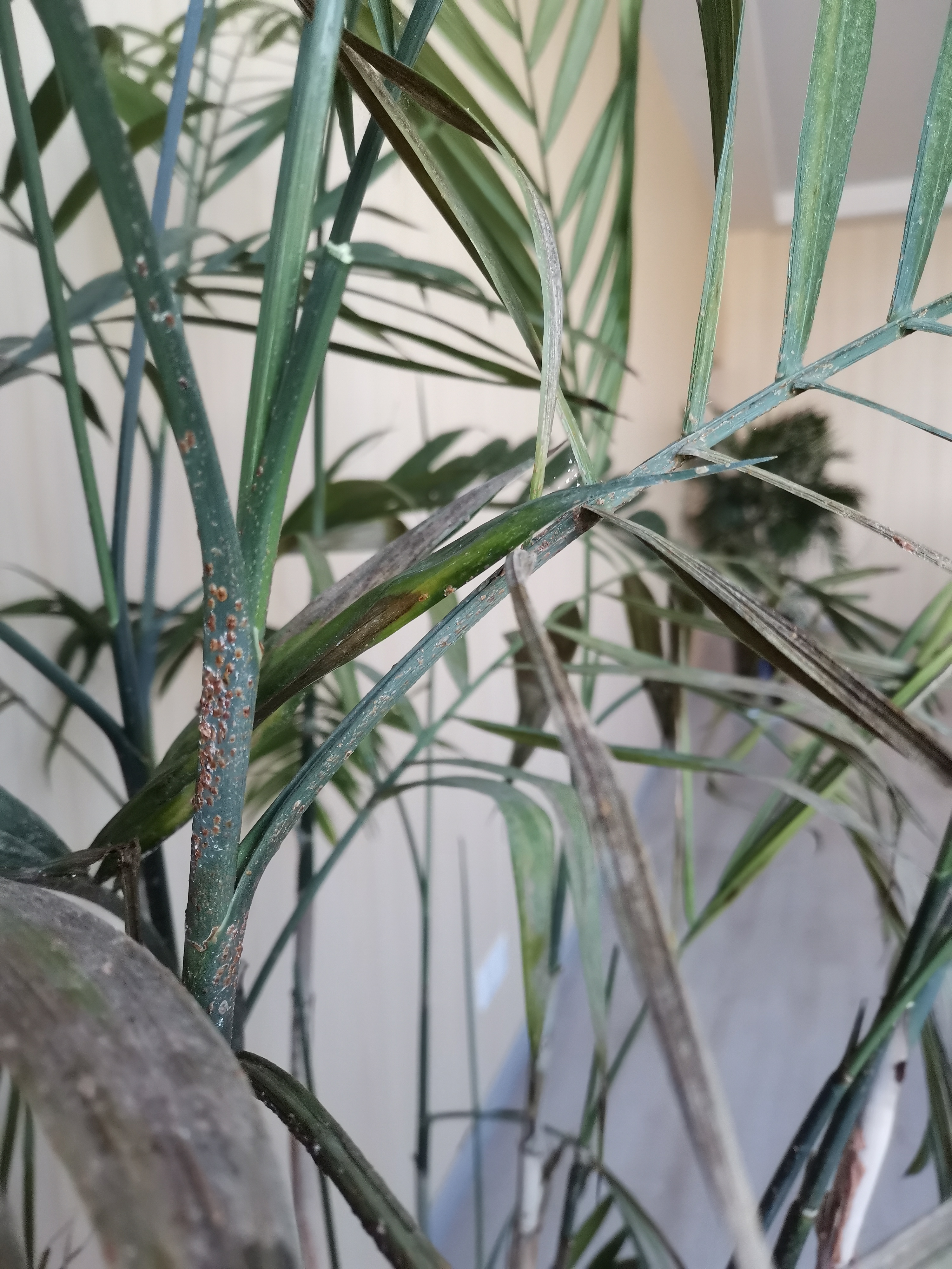 这竹子生什么病了呀?