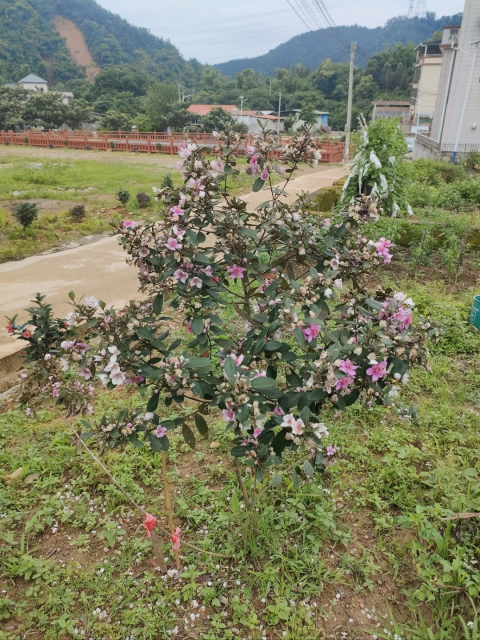 深山超大桃金娘树嫁接图片