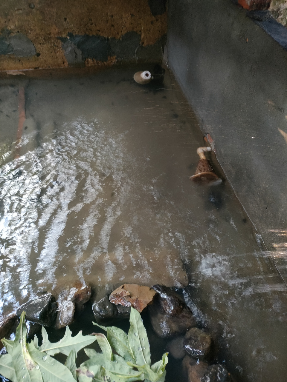 今天终于把养殖山坑螺的场地建好了,虽然过程有些辛苦,但看到那些螺在