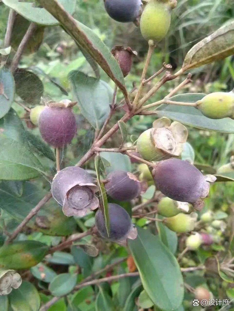 广东大山里面的野果 又成熟了,广东的朋友应该很多人吃过吧,这可是不