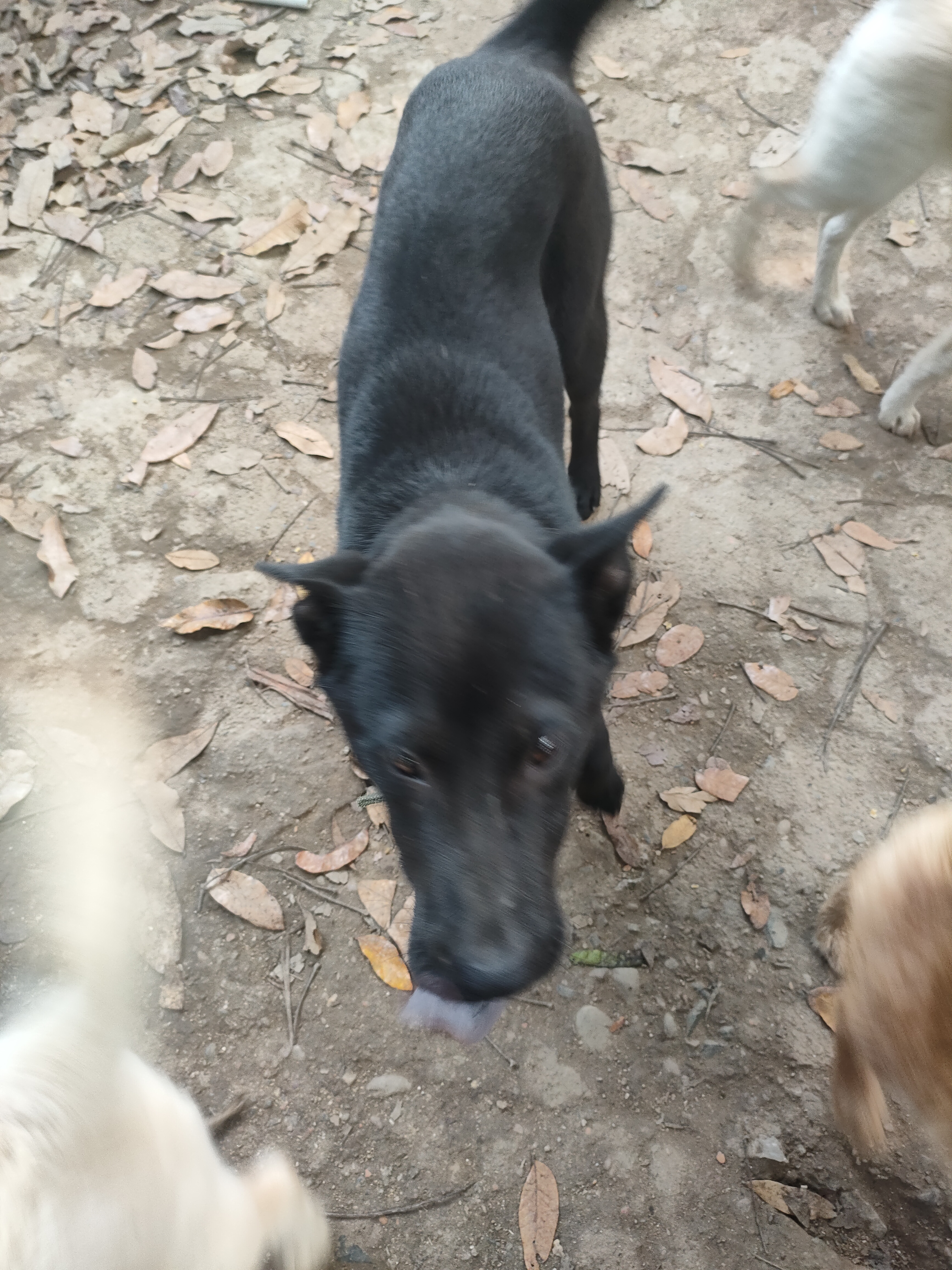 大骨架狗条子20多斤!#暮春谷雨