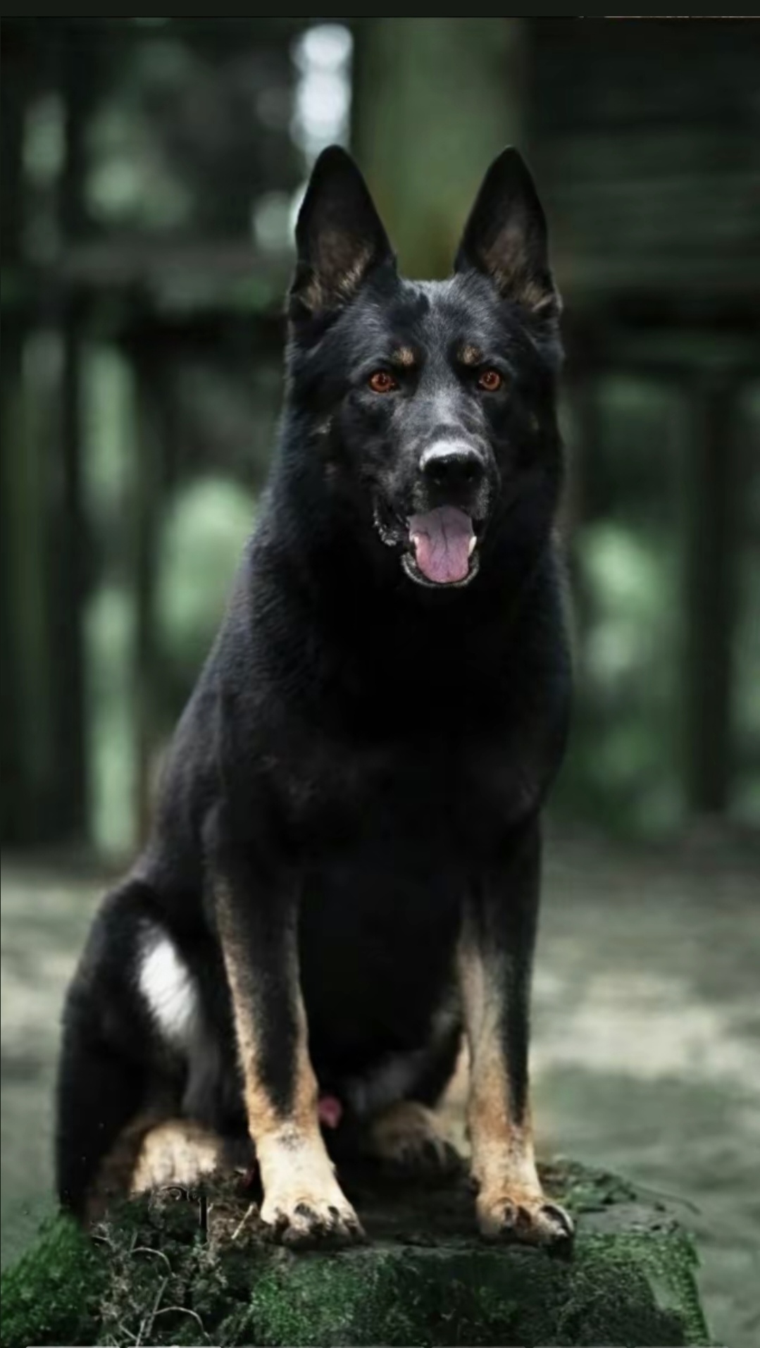 那只黑色的德国牧羊犬躺在绿油油的草地上,看起来好惬意呀!