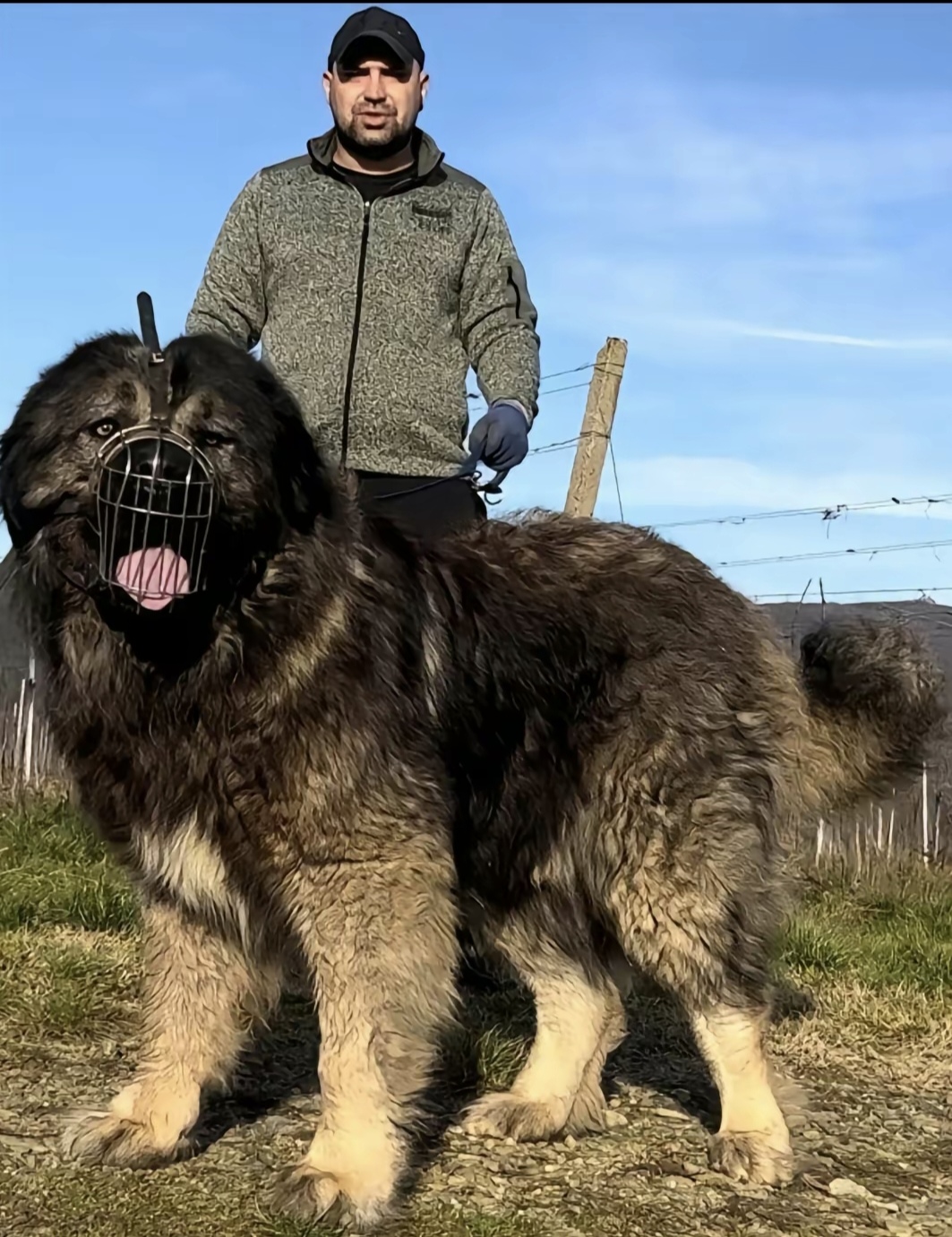 夏娃与高加索犬的奇特体验93  这次,我与一只高加索犬有了不一样的