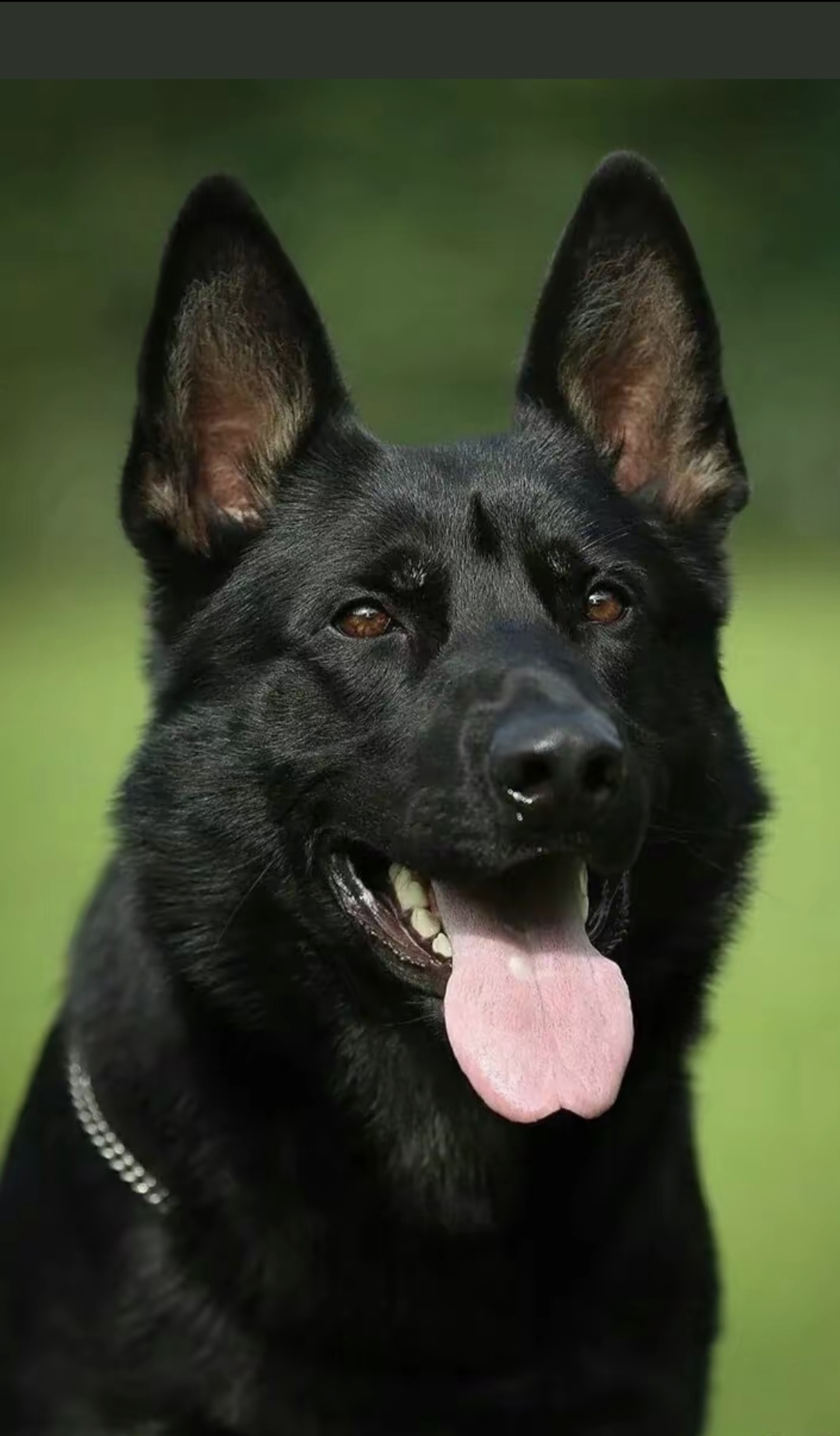 那只黑色的德国牧羊犬躺在绿油油的草地上,看起来好惬意呀!