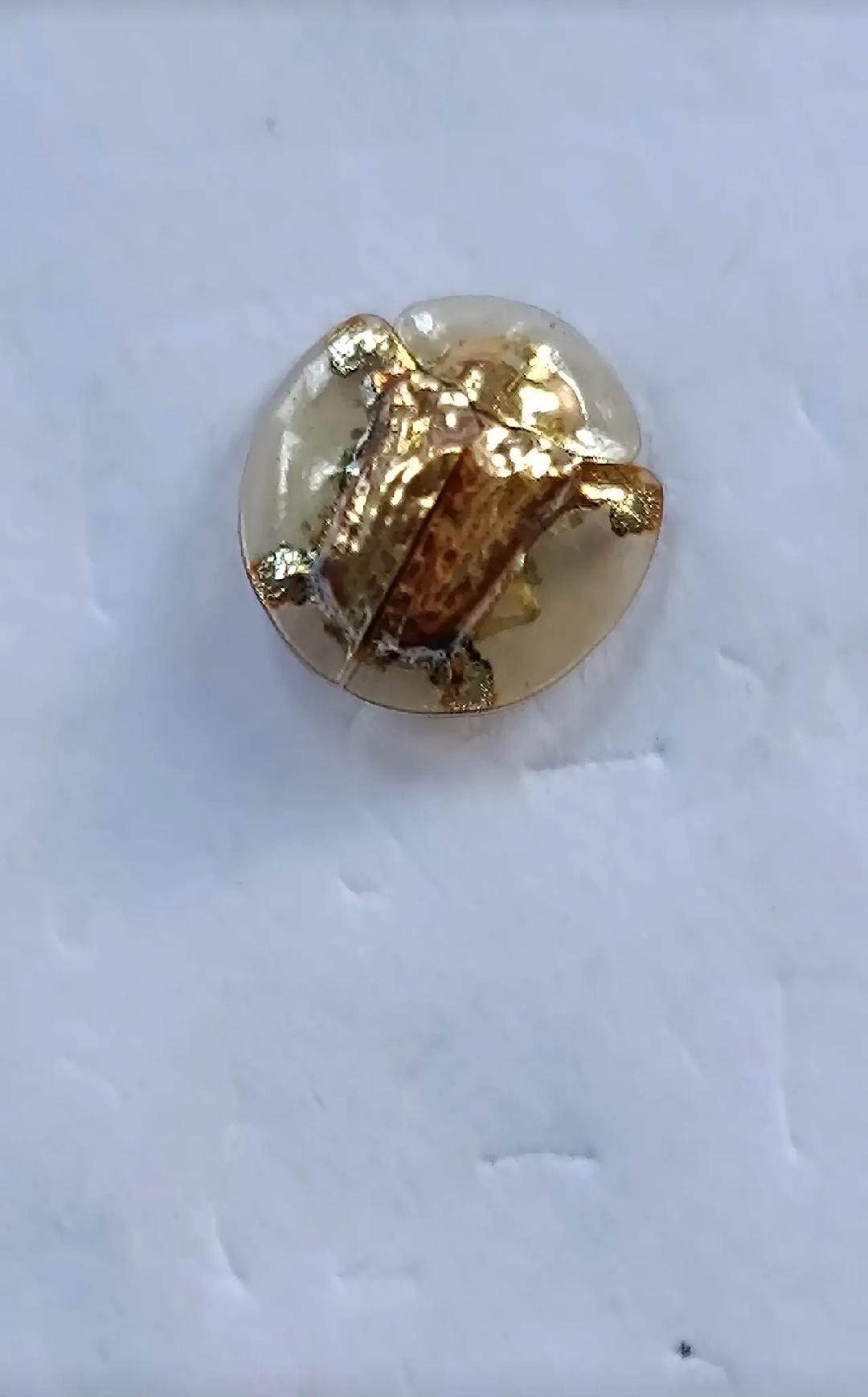 奇特的昆虫,浑身上下都是金黄色的铠甲,铠甲的四周还有一圈透明的薄翼