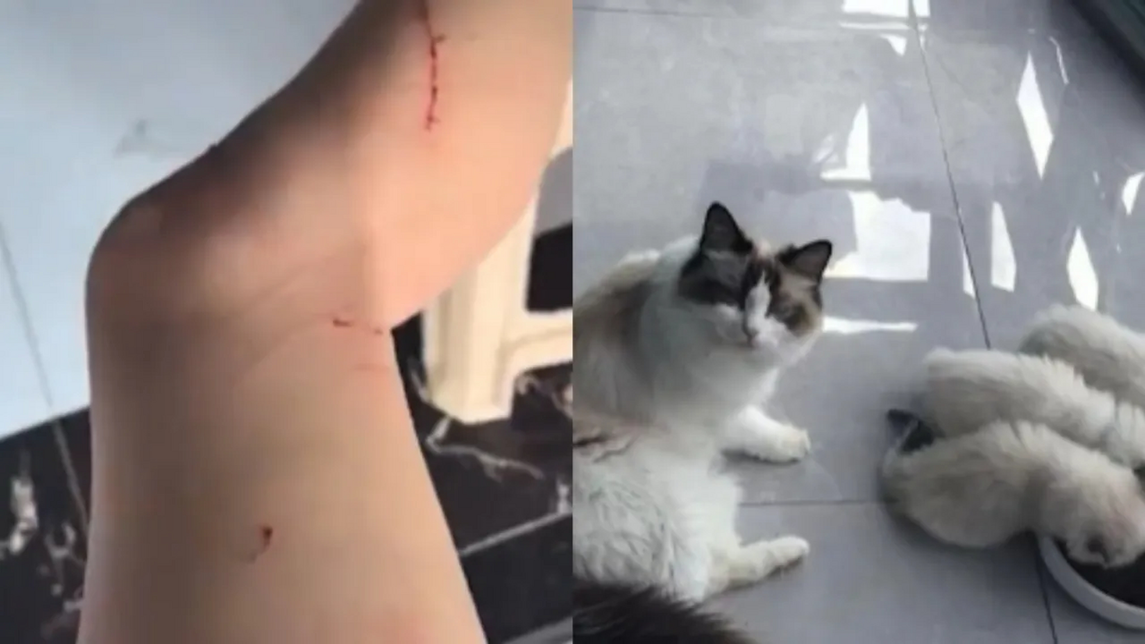 母猫在听到猫崽的叫声后,立刻扑向主人并抓伤了她的腿