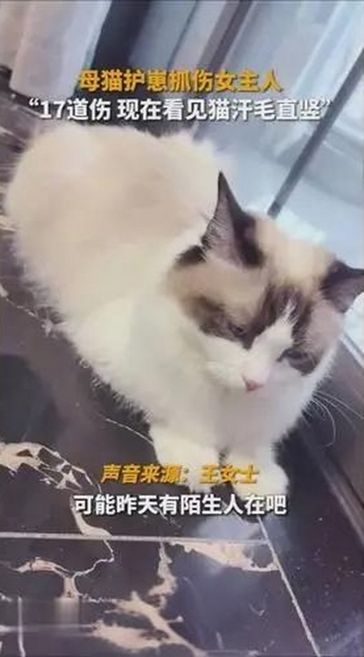 母猫叫声唤小猫图片