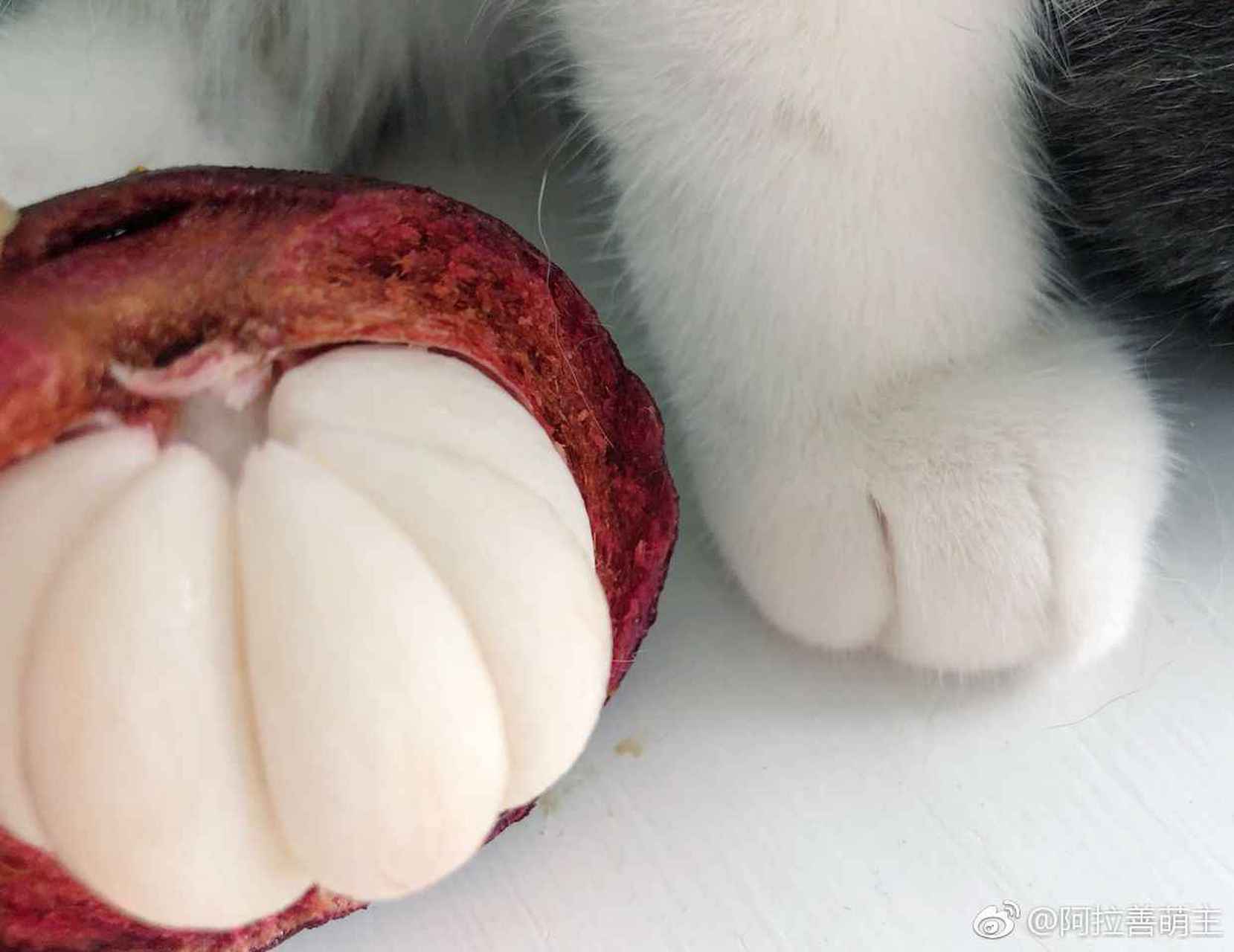 每吃一次山竹 就少一个猫爪!#猫