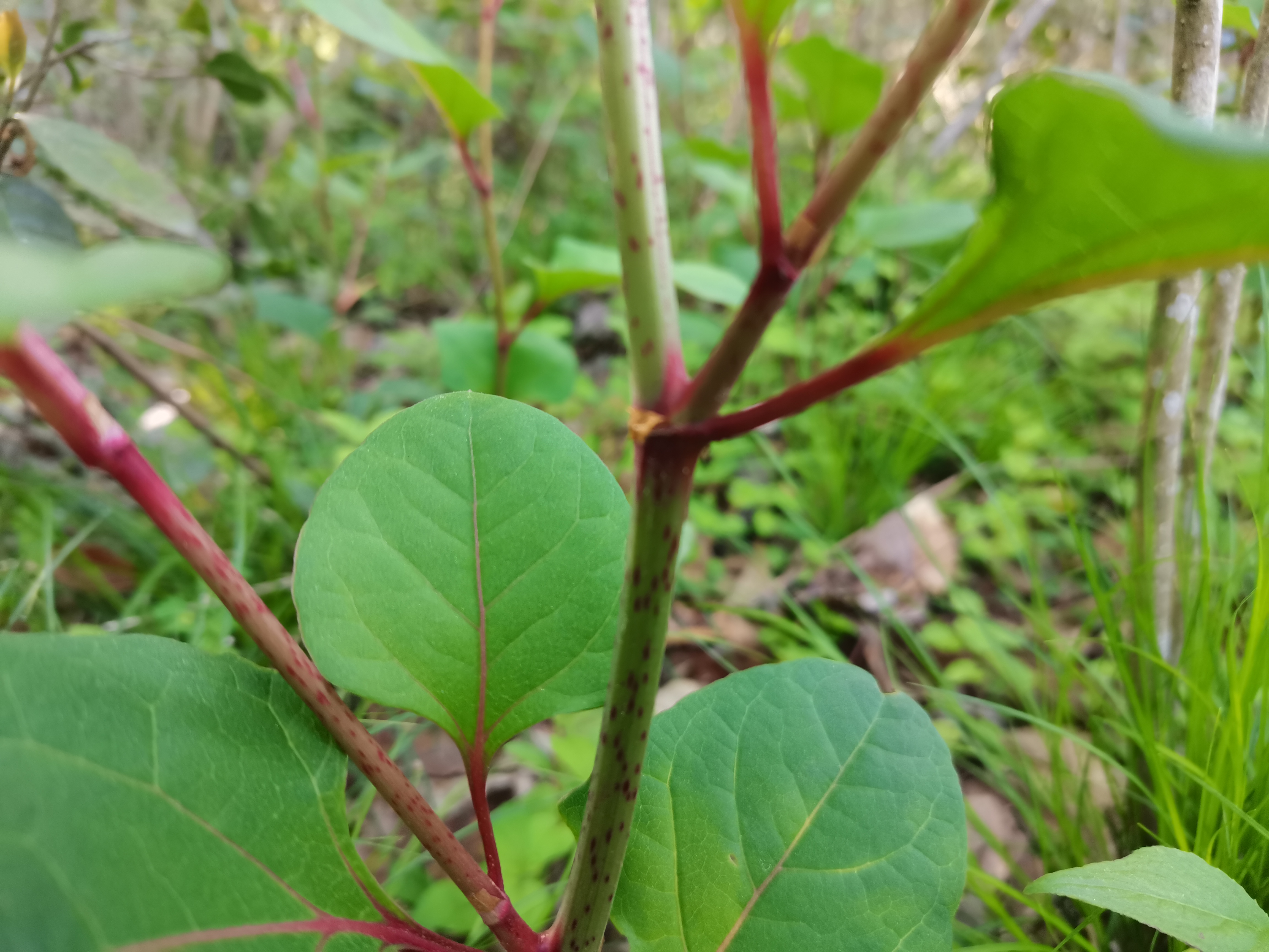 功效及作用:具有祛风利湿,散瘀定痛,止咳化痰的功能.