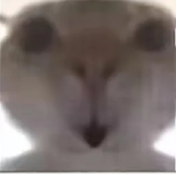 地铁小猫表情包.#我要上热门