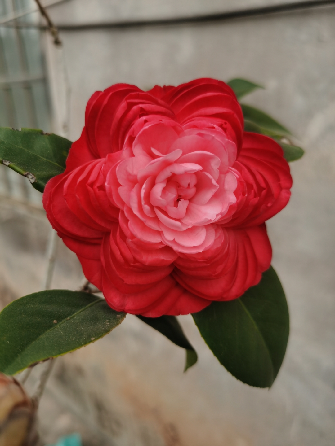 之前送我一棵莲雾苗的老板又送我一棵很高的茶花,说是状元红