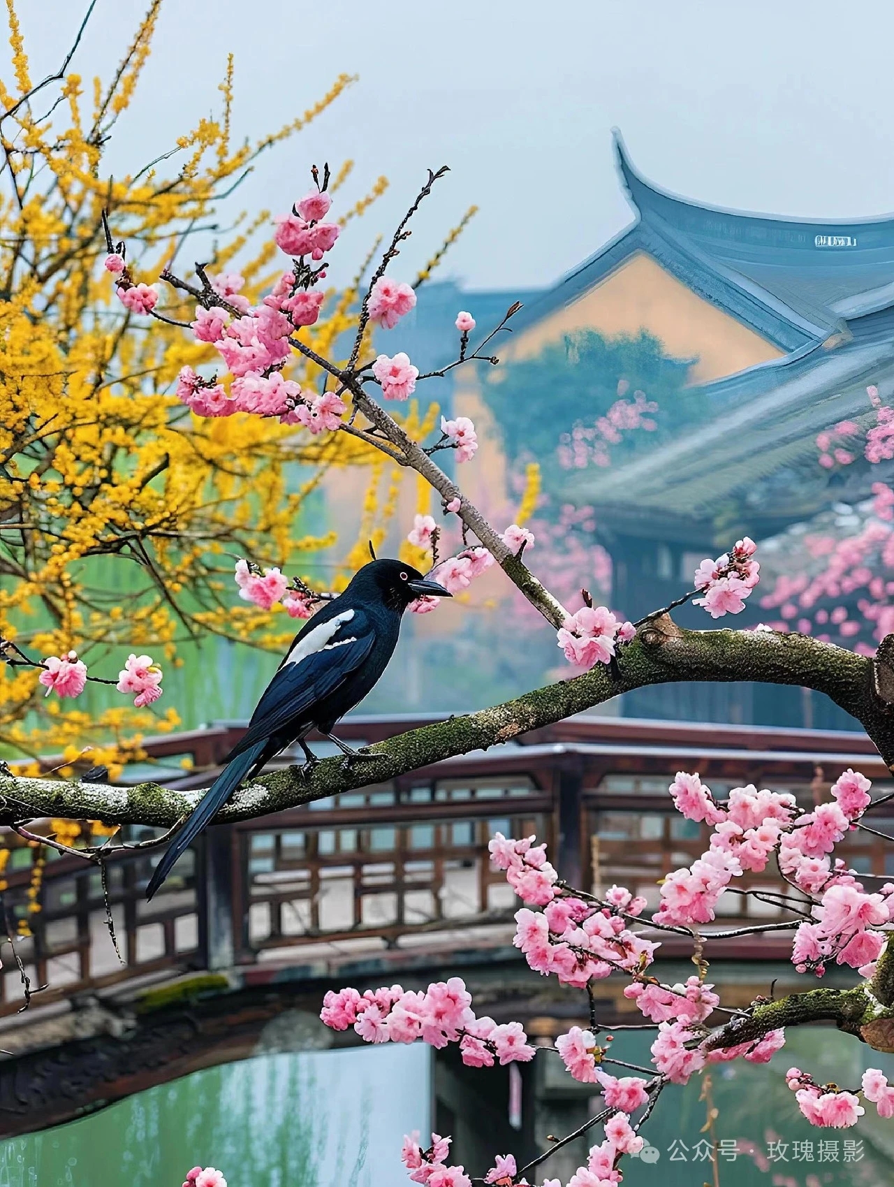 喜鹊枝头喳喳叫,好运到