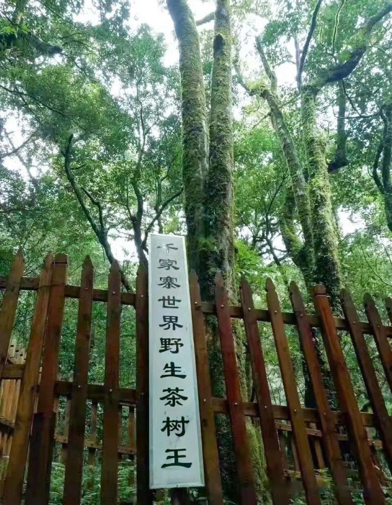 古树苍苍,林海茫茫;世界茶王,天下无双
